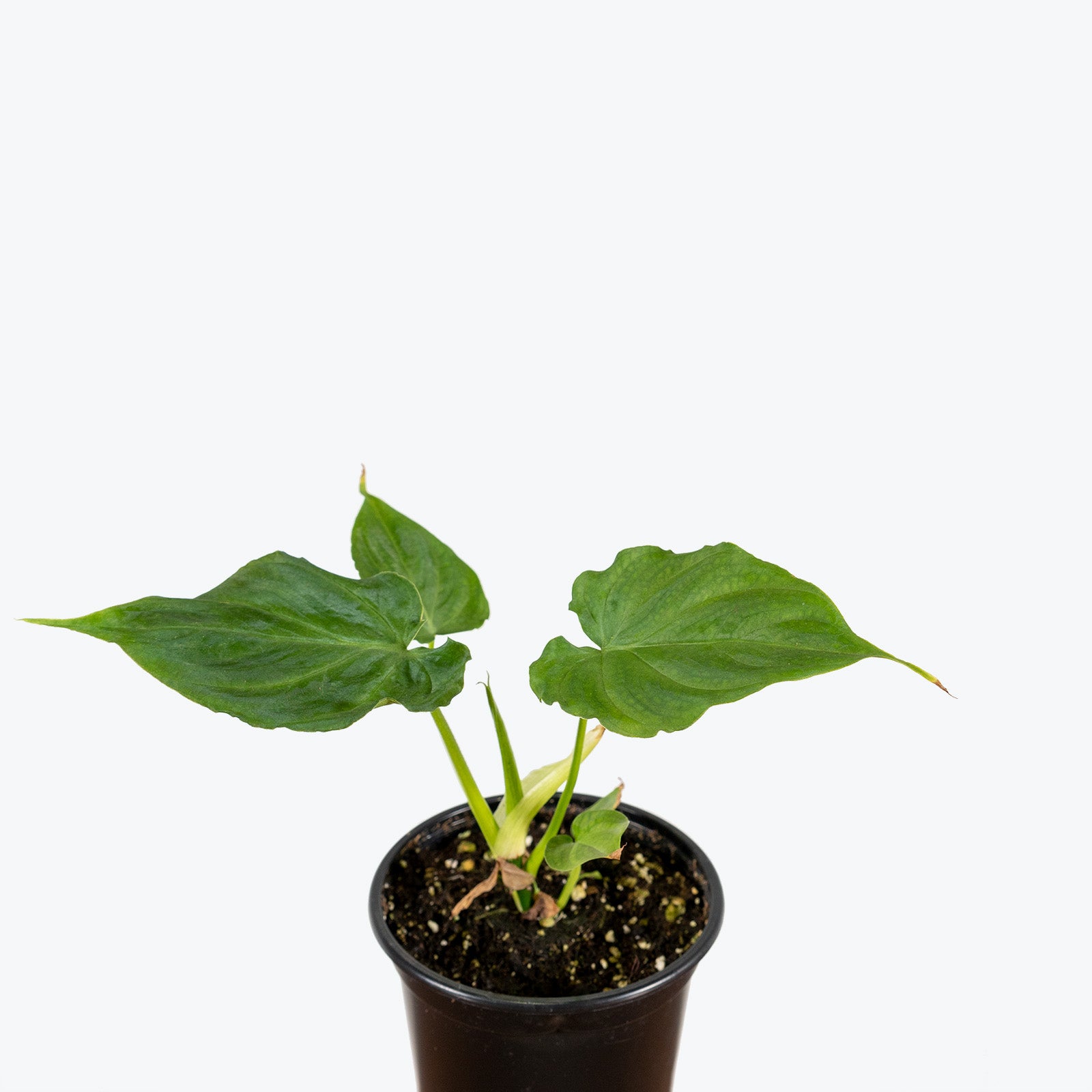 Philodendron Verrucosum | Care Guide and Pro Tips - Delivery from Toronto across Canada - JOMO Studio