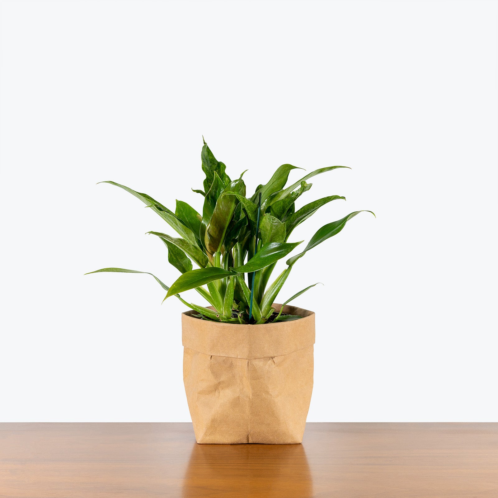 Philodendron Wendlandii Variegated - House Plants Delivery Toronto - JOMO Studio