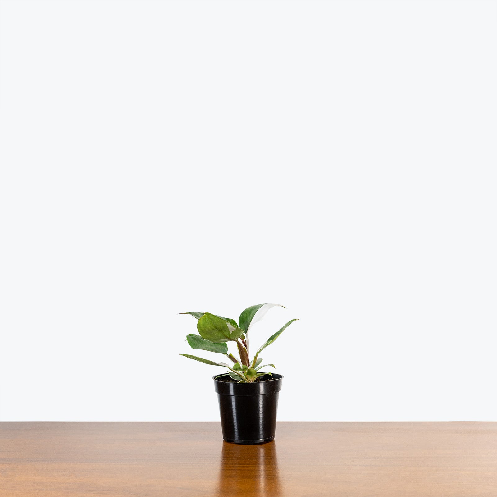 Philodendron White Knight - House Plants Delivery Toronto - JOMO Studio