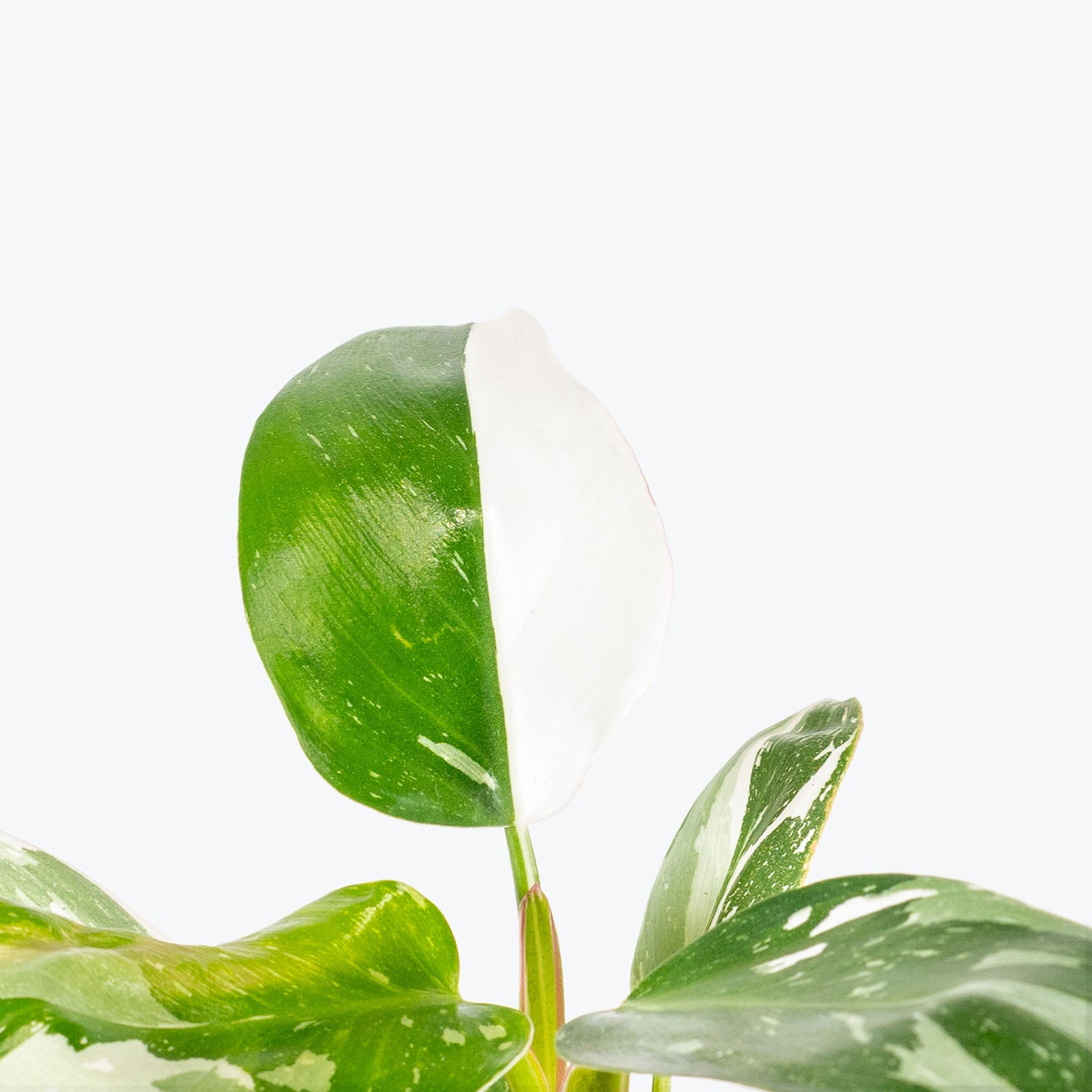 Philodendron White Princess - House Plants Delivery Toronto - JOMO Studio