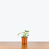 Philodendron White Wizard — 4" Pot (smaller than picture)