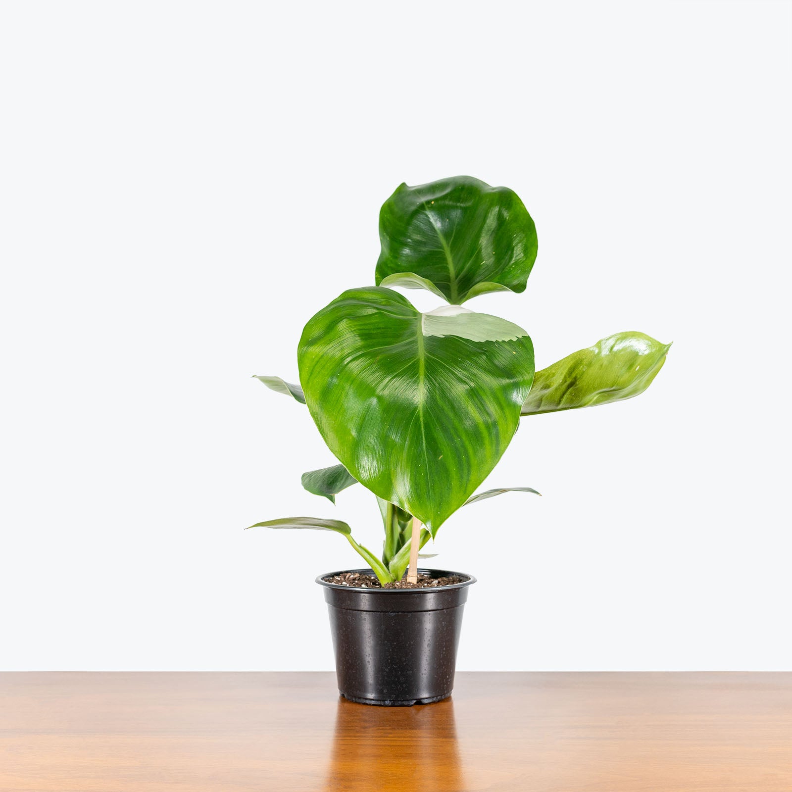 Philodendron White Wizard - House Plants Delivery Toronto - JOMO Studio