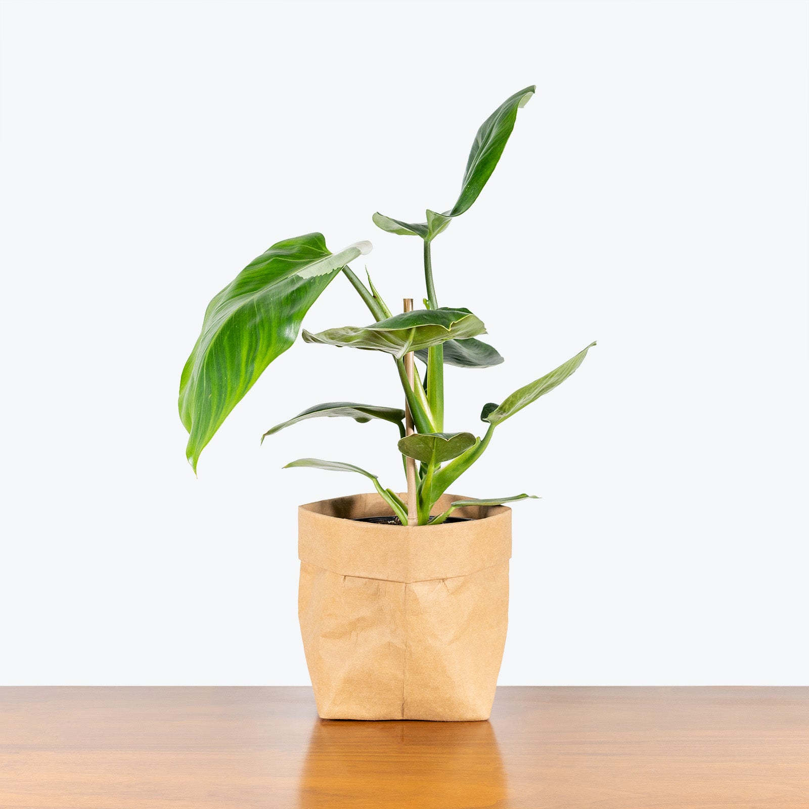 Philodendron White Wizard - House Plants Delivery Toronto - JOMO Studio