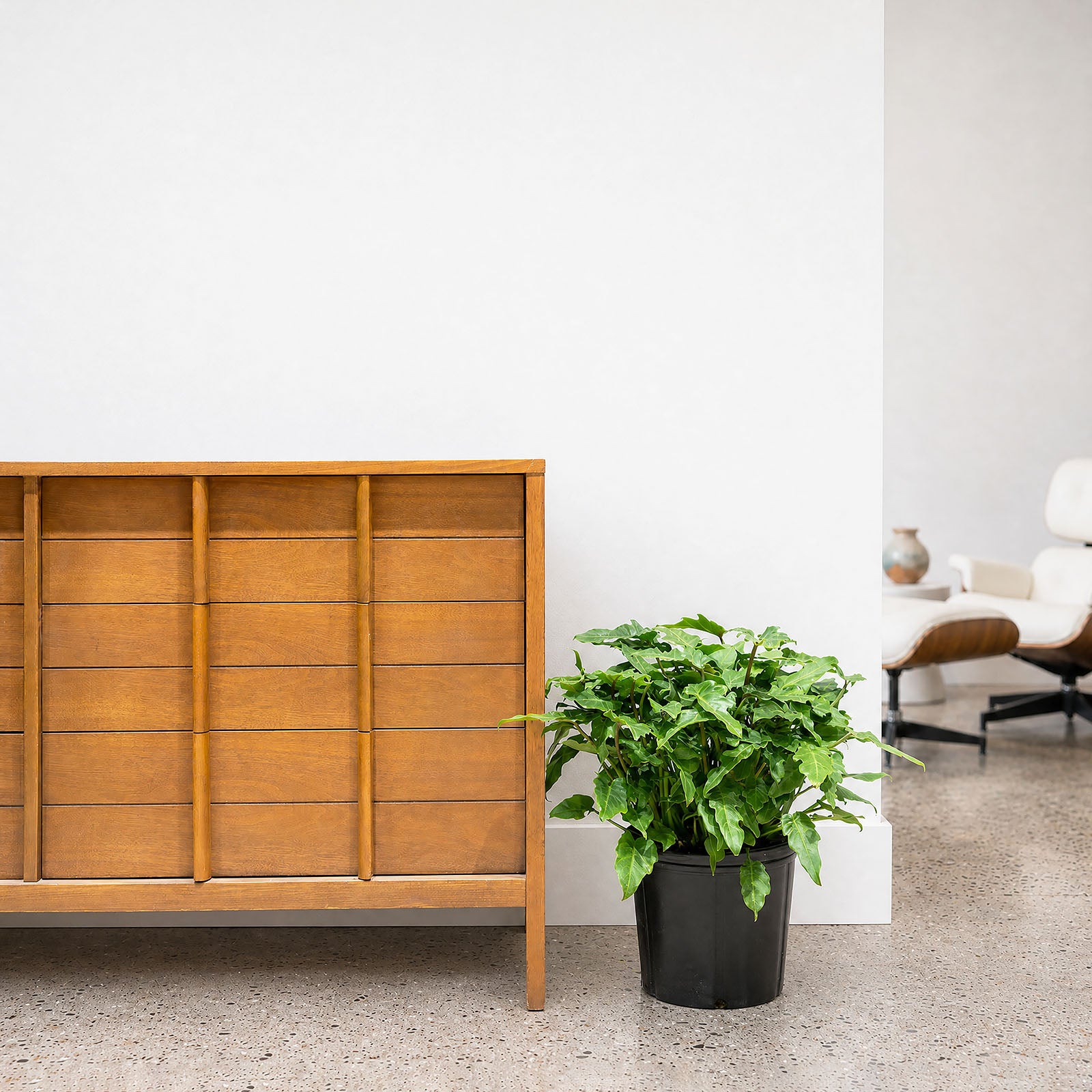 Philodendron Xanadu - House Plants Delivery Toronto - JOMO Studio