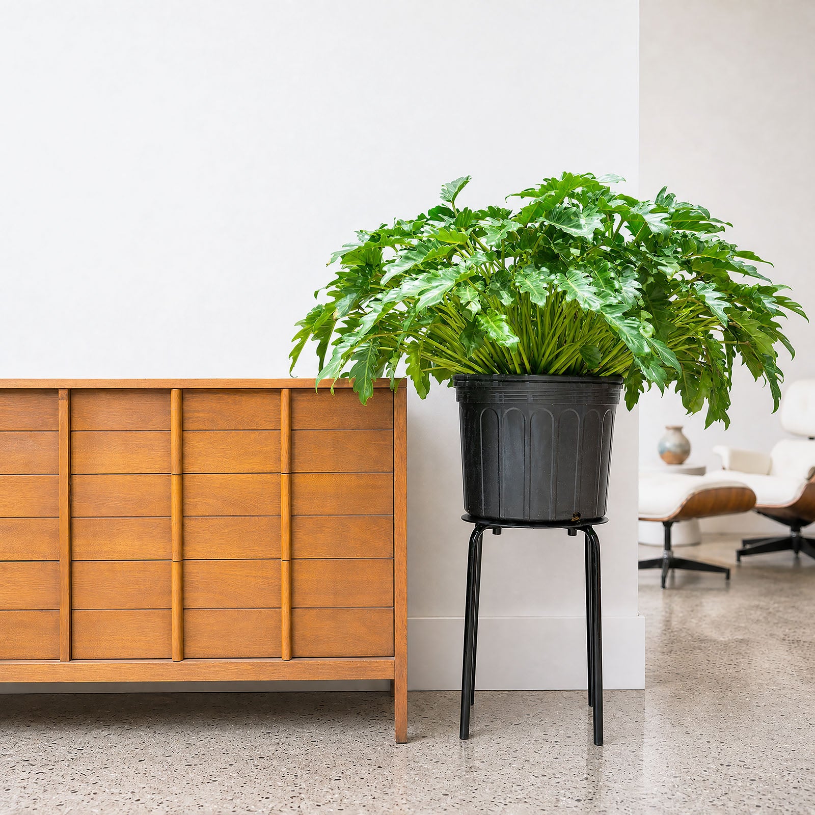 Philodendron Xanadu - House Plants Delivery Toronto - JOMO Studio