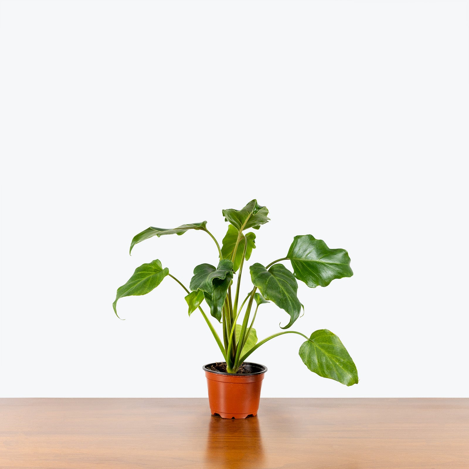 Philodendron Xanadu - House Plants Delivery Toronto - JOMO Studio