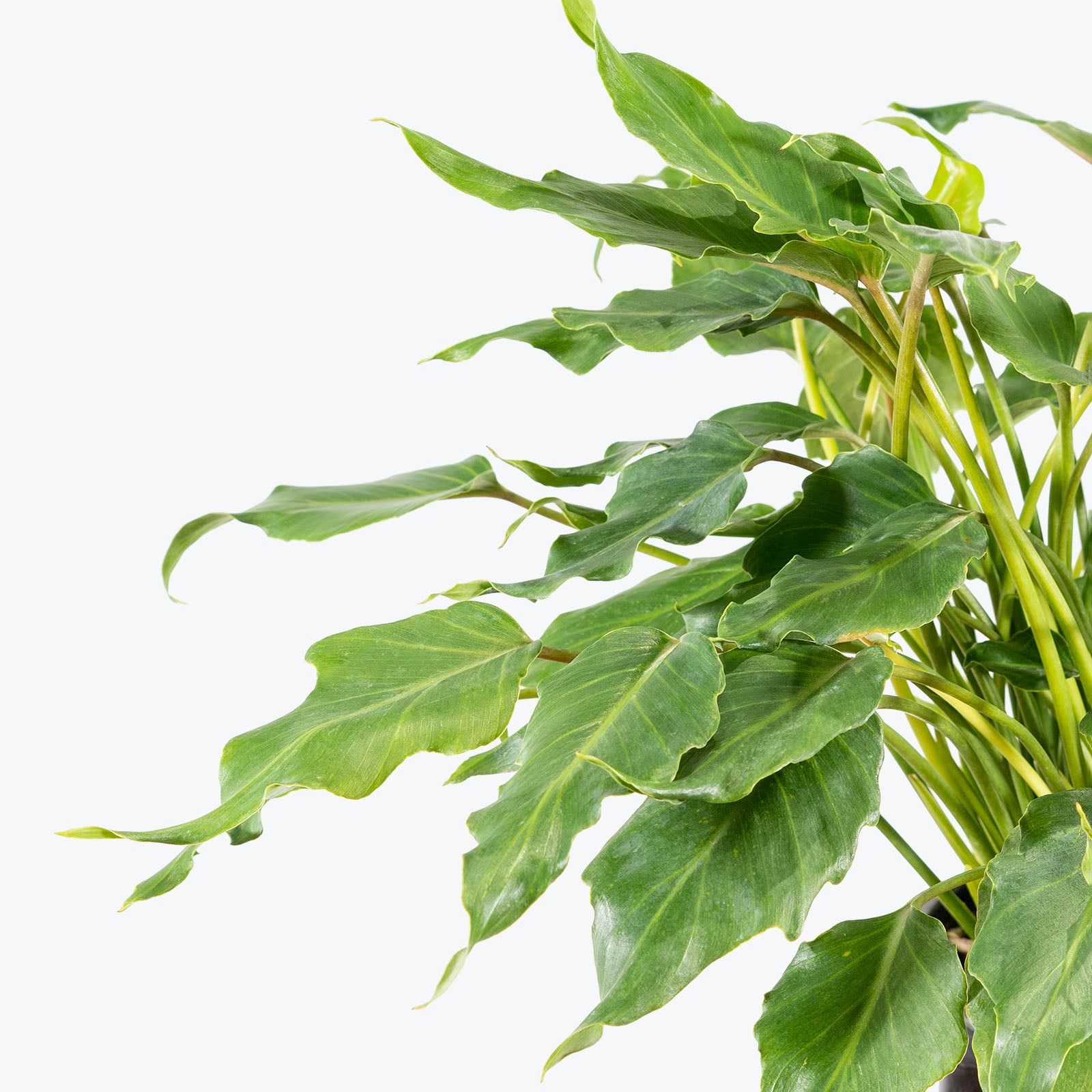 Philodendron Xanadu - House Plants Delivery Toronto - JOMO Studio