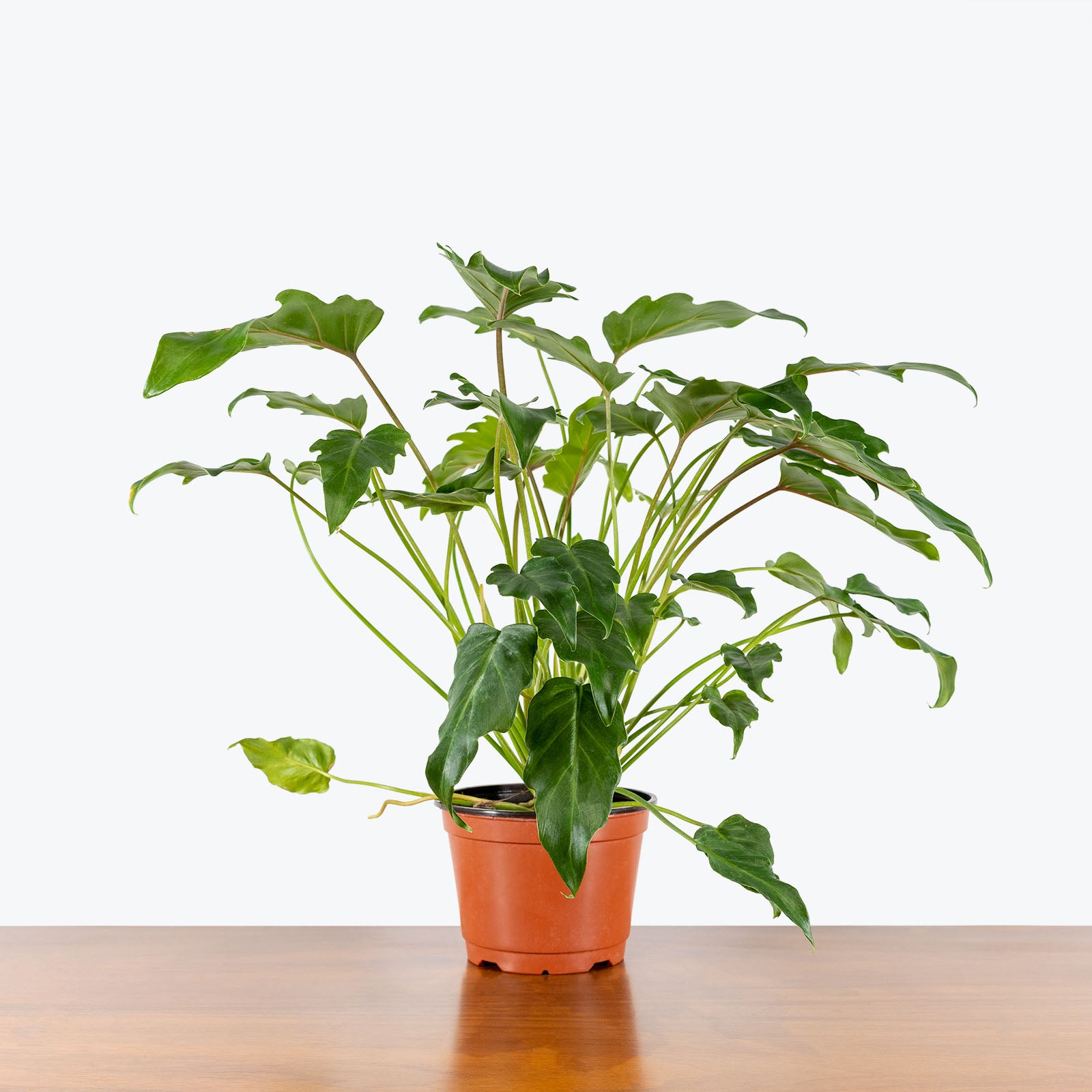 Philodendron Xanadu - House Plants Delivery Toronto - JOMO Studio