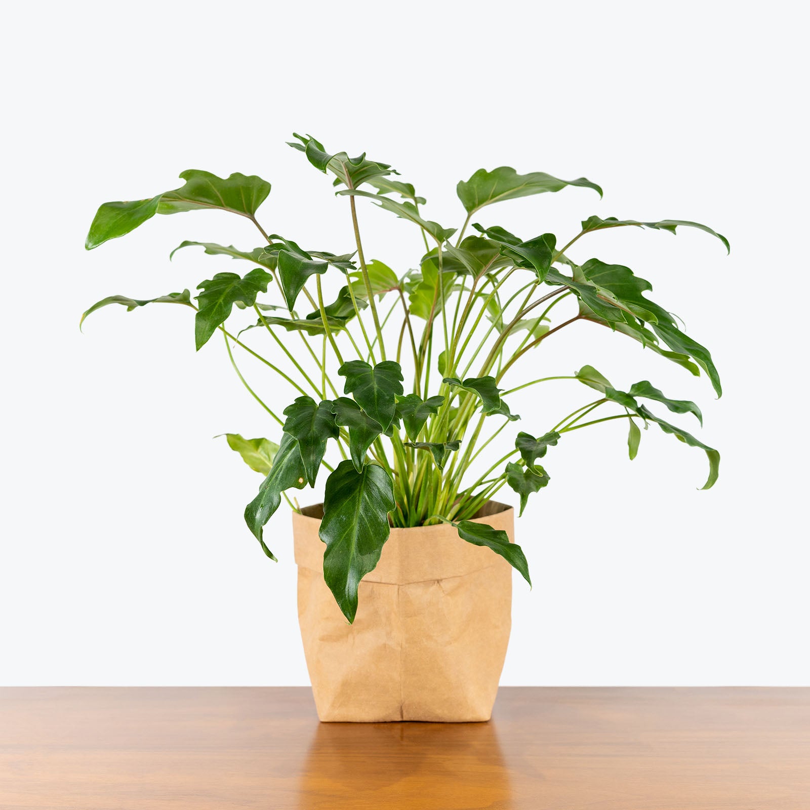 Philodendron Xanadu - House Plants Delivery Toronto - JOMO Studio