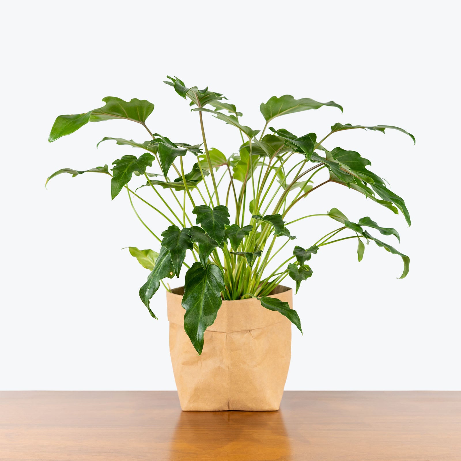 philodendron xanadu cutting Philodendron Xanadu - House Plants Delivery Toronto