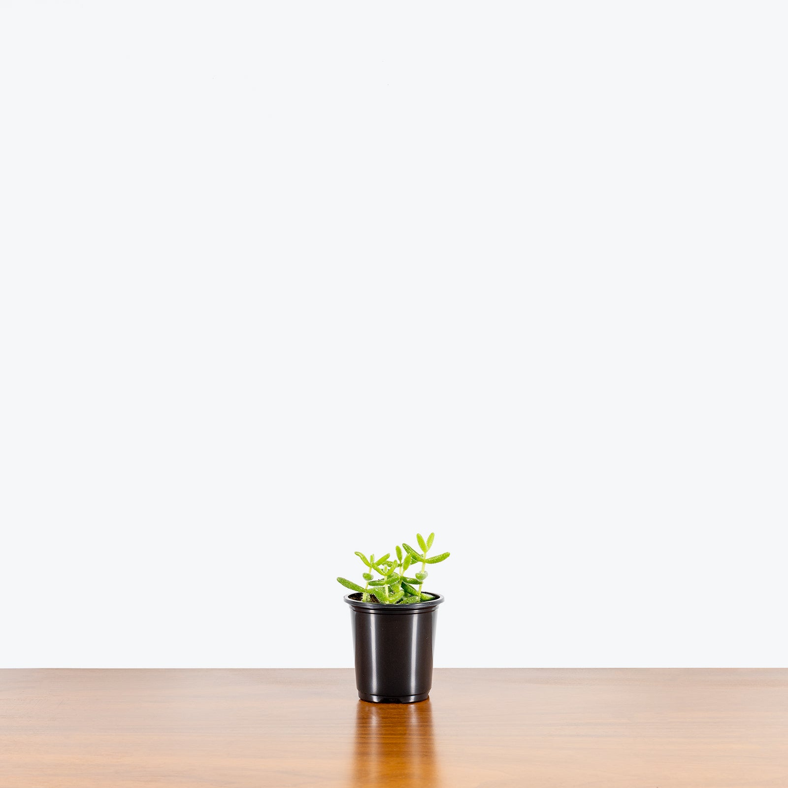 Pickle Plant - Delosperma Echinatum - House Plants Delivery Toronto - JOMO Studio