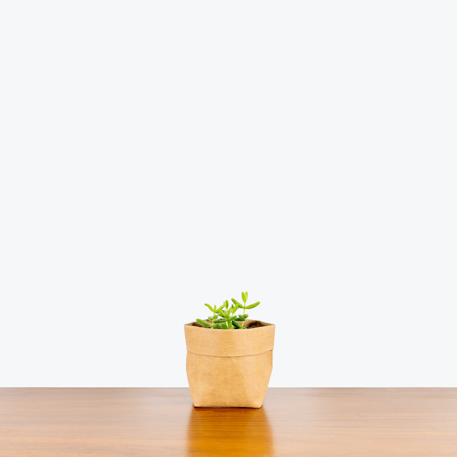 Pickle Plant - Delosperma Echinatum - House Plants Delivery Toronto - JOMO Studio