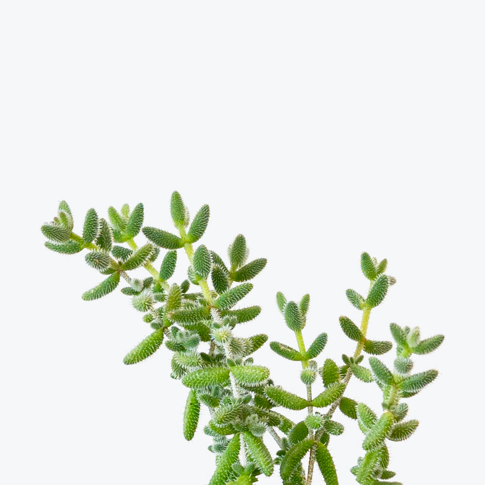 Pickle Plant - Delosperma Echinatum - House Plants Delivery Toronto - JOMO Studio