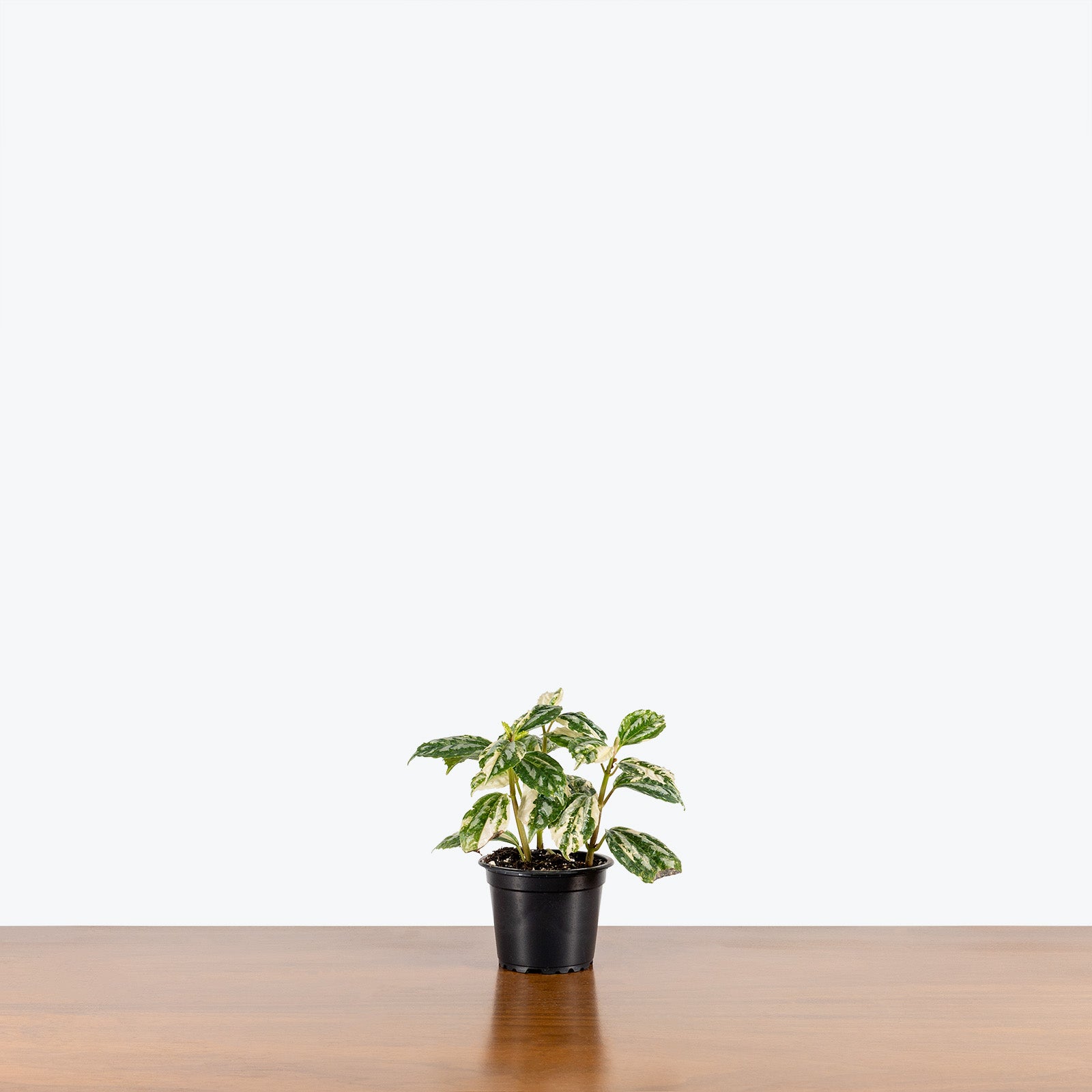 Pilea Cadierei Aluminum Plant Variegated - House Plants Delivery Toronto - JOMO Studio