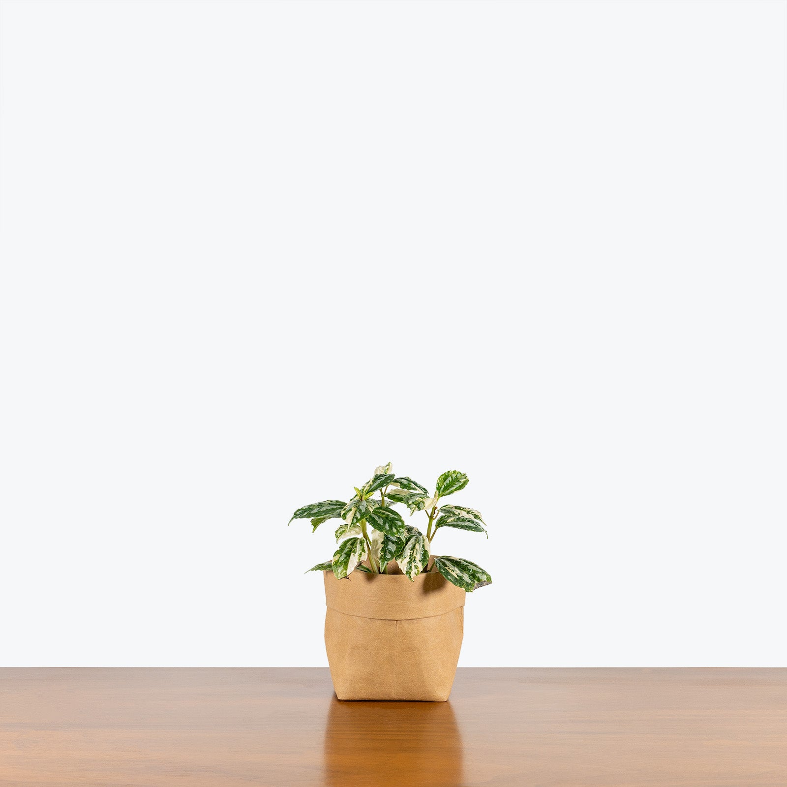 Pilea Cadierei Aluminum Plant Variegated - House Plants Delivery Toronto - JOMO Studio