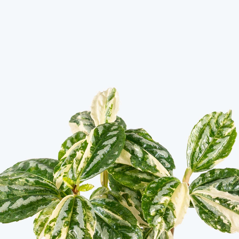 Pilea Cadierei Aluminum Plant Variegated - House Plants Delivery Toronto - JOMO Studio