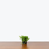 Pilea Depressa Baby Tears — 4" Pot