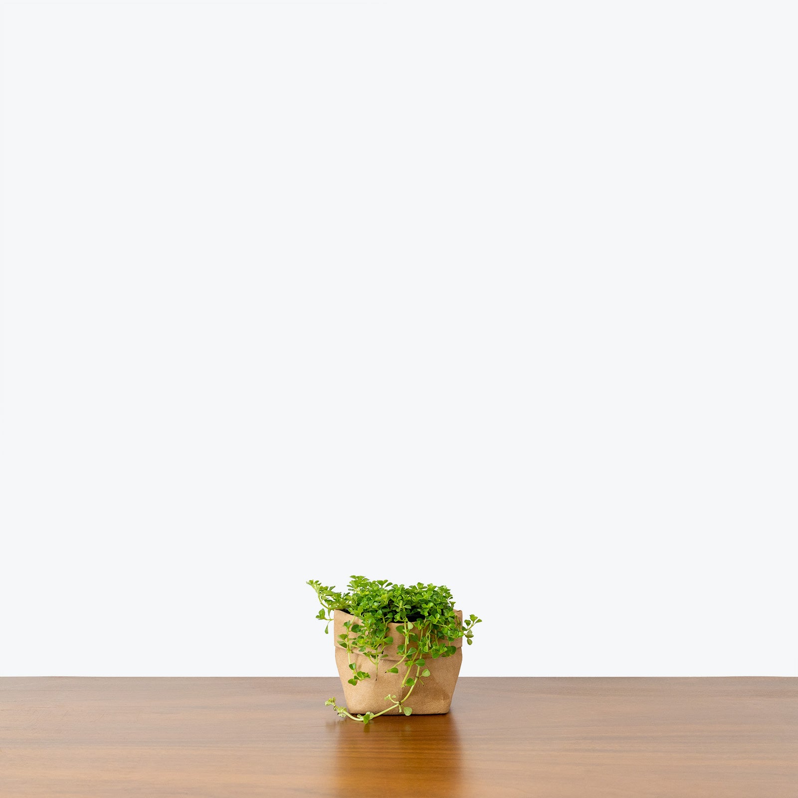 Pilea Depressa Baby Tears - House Plants Delivery Toronto - JOMO Studio