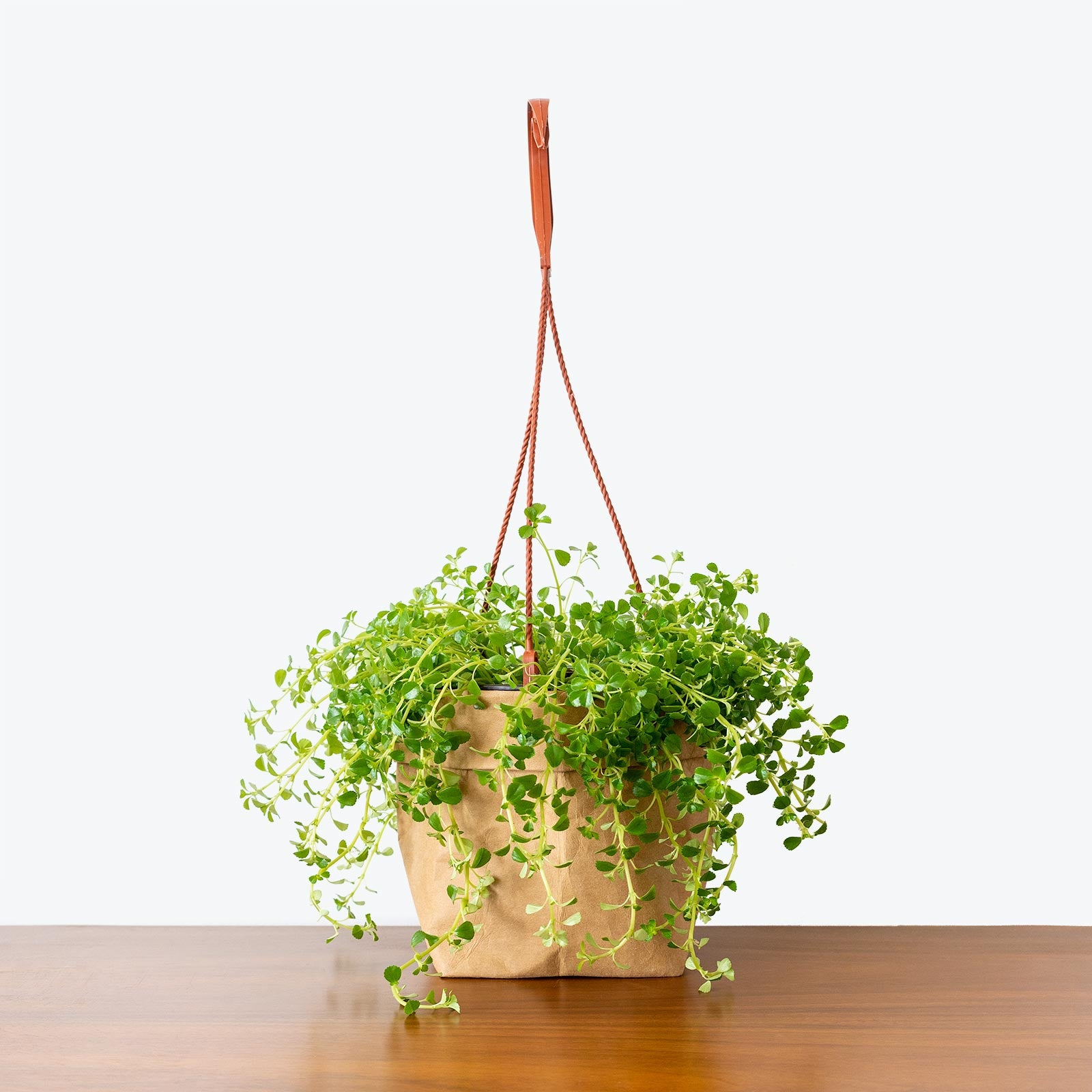 Pilea Depressa Baby Tears - House Plants Delivery Toronto - JOMO Studio