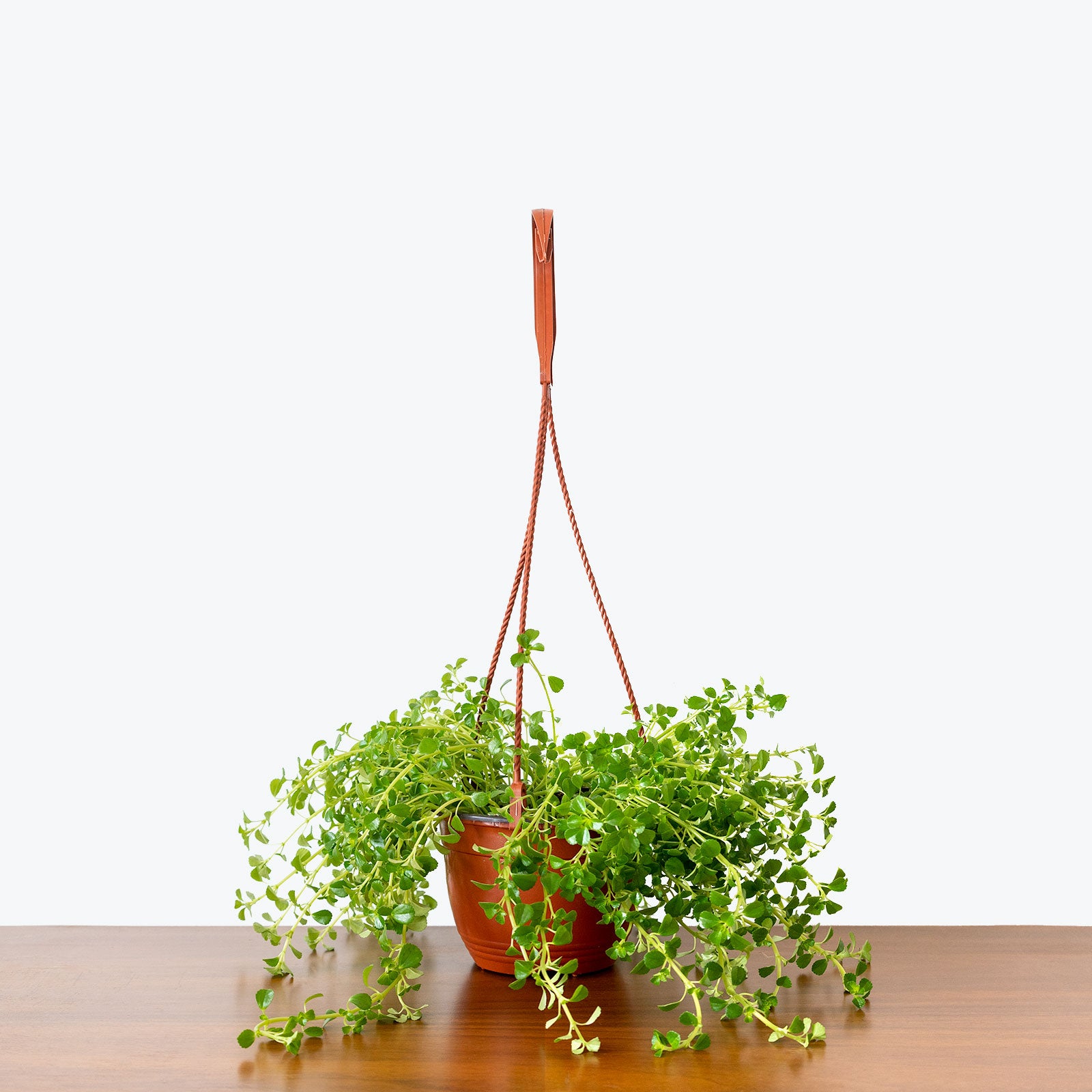 Pilea Depressa Baby Tears - House Plants Delivery Toronto - JOMO Studio