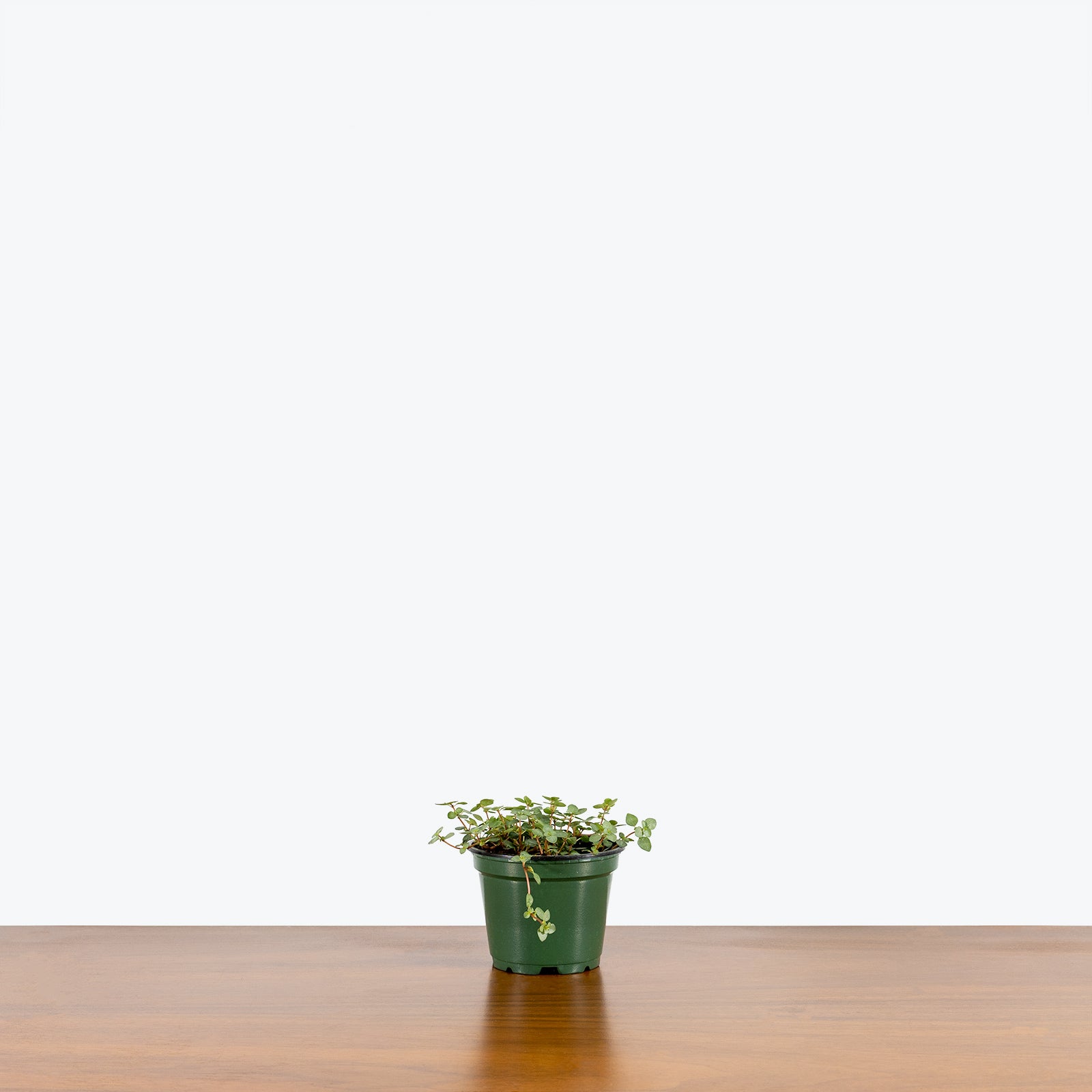 Pilea Glauca Aquamarine - House Plants Delivery Toronto - JOMO Studio