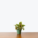 Pilea Moon Valley — 4" Pot (smaller than picture)