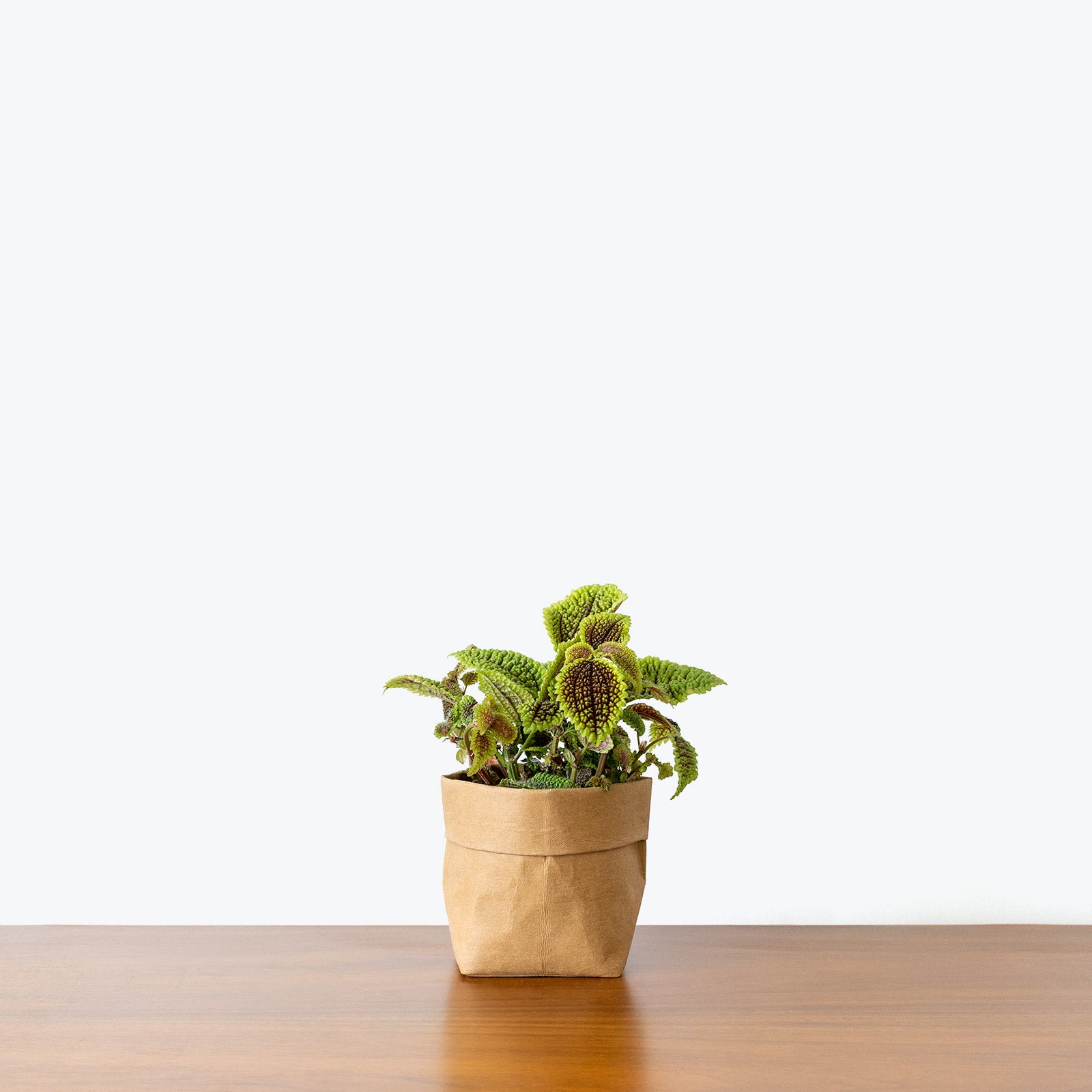 Pilea Moon Valley - House Plants Delivery Toronto - JOMO Studio