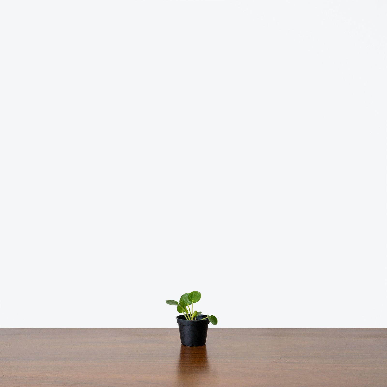 Pilea Peperomioides | Care Guide and Pro Tips - Delivery from Toronto across Canada - JOMO Studio