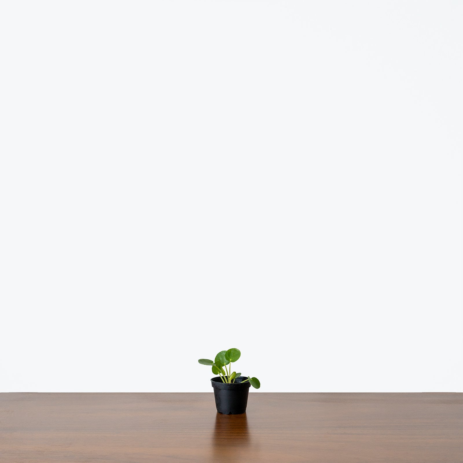 Pilea Peperomioides - House Plants Delivery Toronto - JOMO Studio