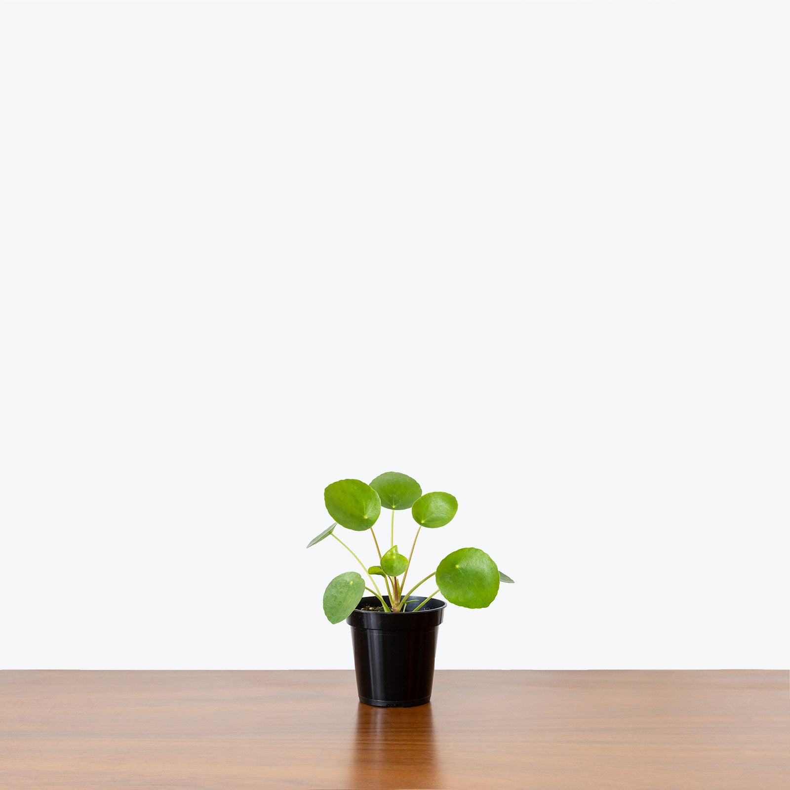 Pilea Peperomioides - House Plants Delivery Toronto - JOMO Studio