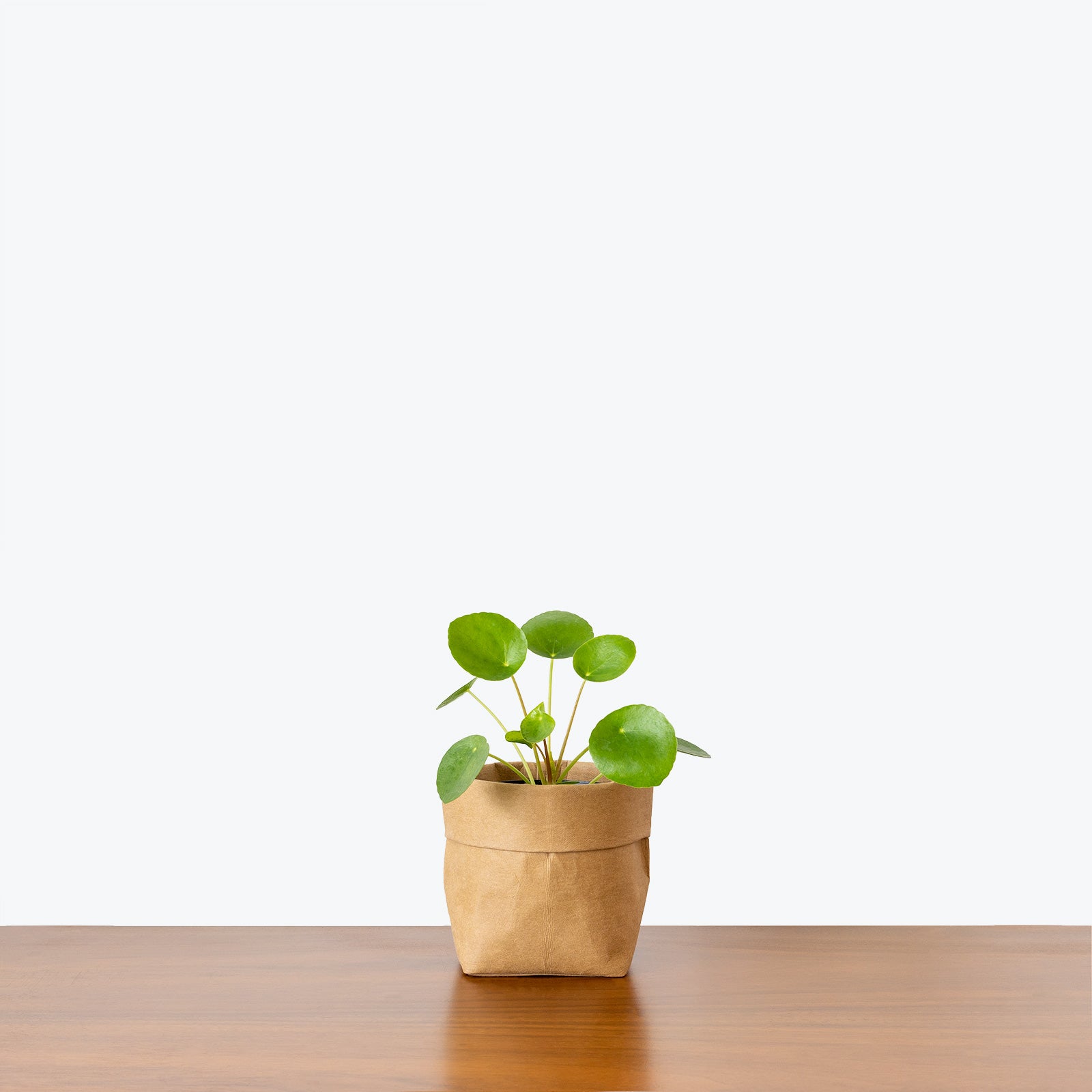 Pilea Peperomioides - House Plants Delivery Toronto - JOMO Studio