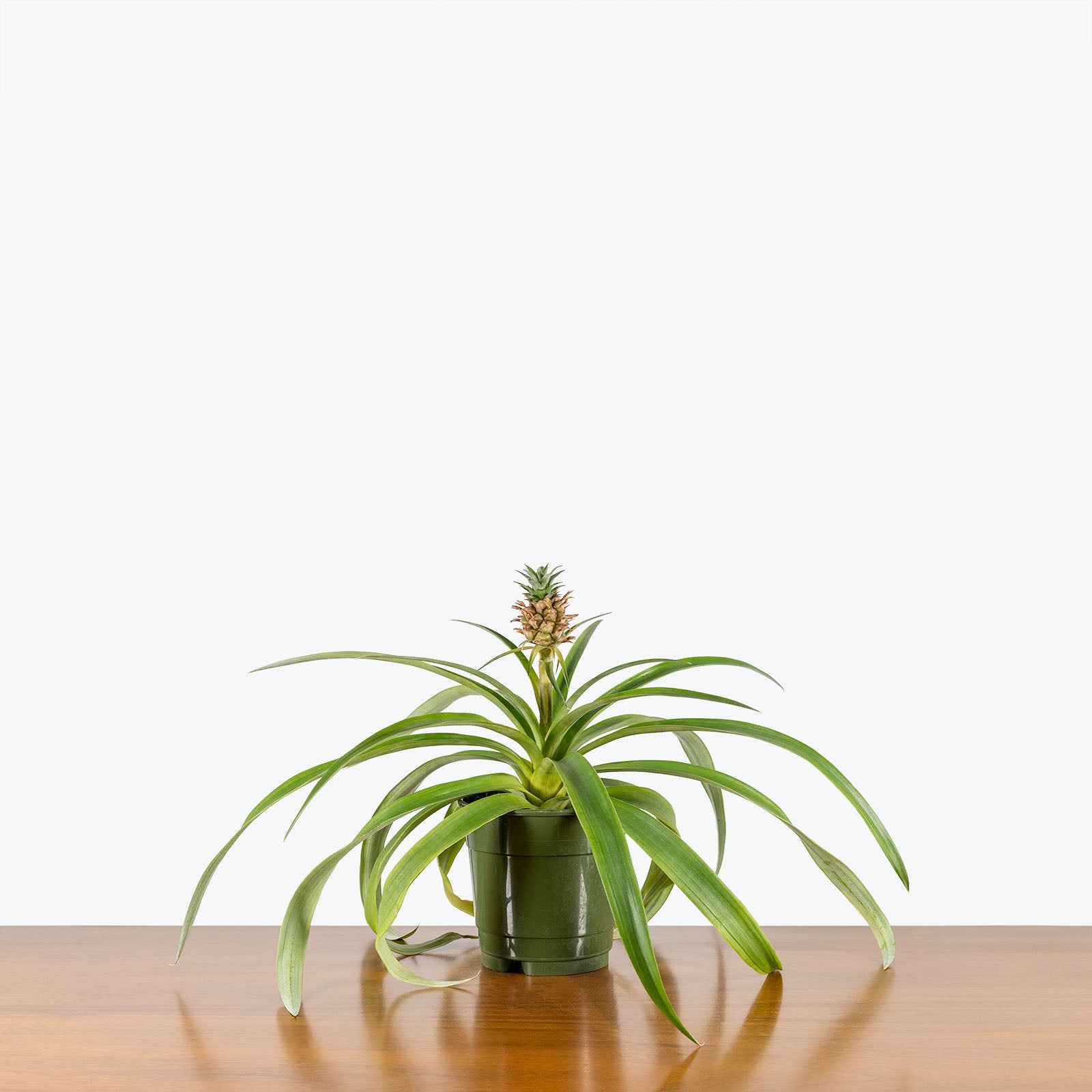 Pineapple Plant | Ananas Comosus | Care Guide and Pro Tips - Delivery from Toronto across Canada - JOMO Studio
