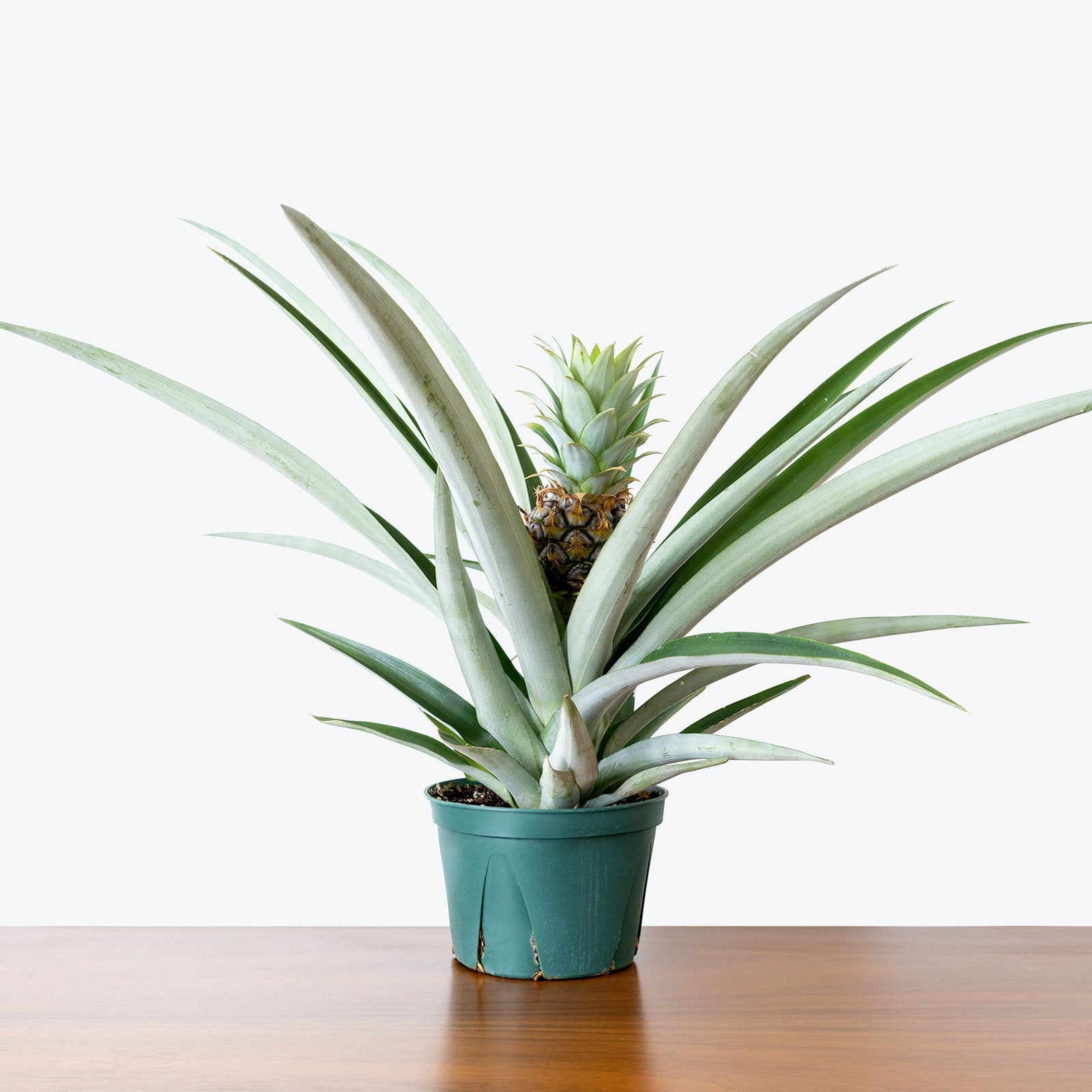 Pineapple Plant | Ananas Comosus | Care Guide and Pro Tips - Delivery from Toronto across Canada - JOMO Studio