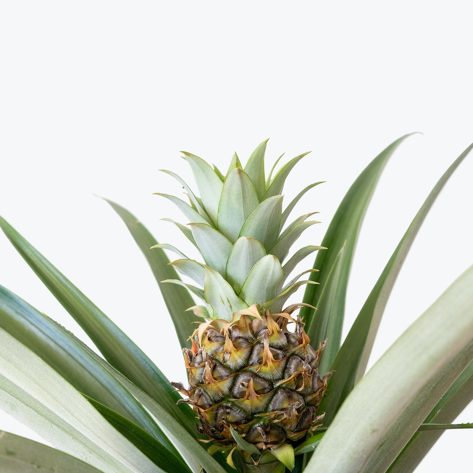 Pineapple Plant | Ananas Comosus | Care Guide and Pro Tips - Delivery from Toronto across Canada - JOMO Studio