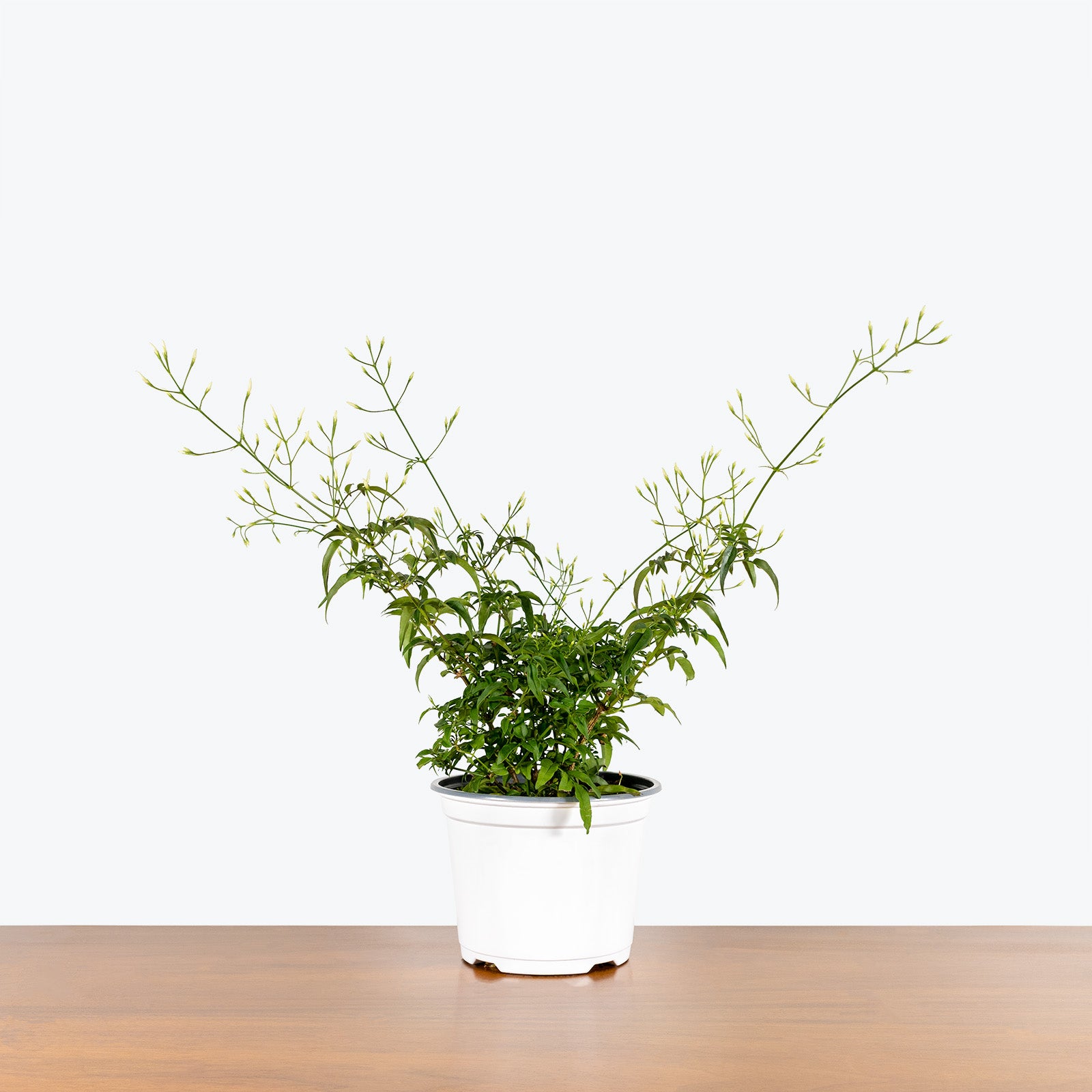 Pink Jasmine - Jasmine polyanthum - House Plants Delivery Toronto - JOMO Studio