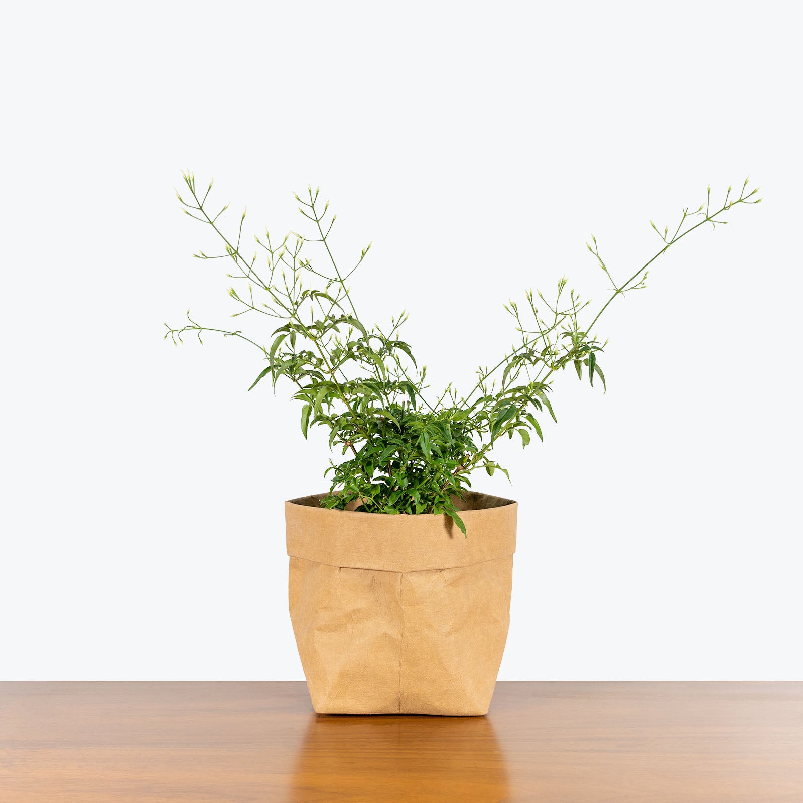 Pink Jasmine | Jasmine polyanthum | Care Guide and Pro Tips - Delivery from Toronto across Canada - JOMO Studio