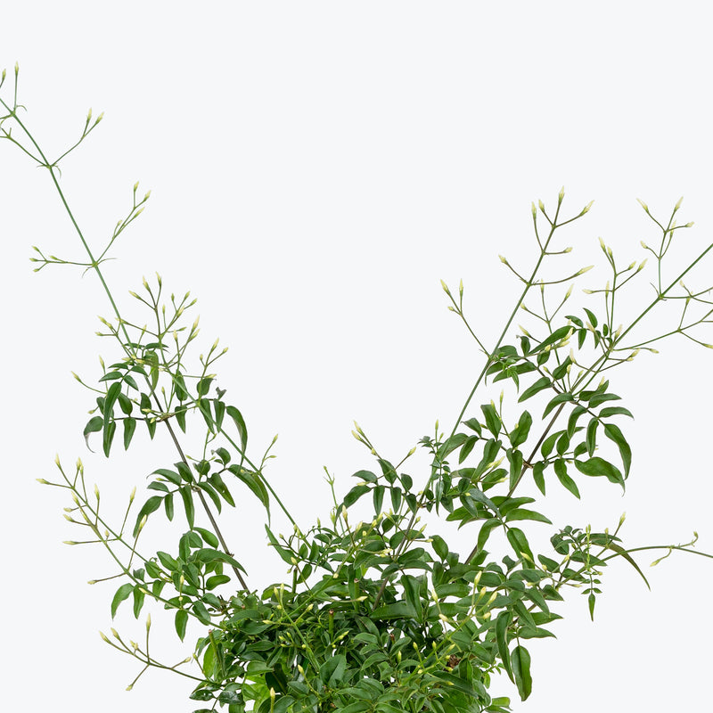 Pink Jasmine | Jasmine polyanthum | Care Guide and Pro Tips - Delivery from Toronto across Canada - JOMO Studio