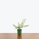 Pink Serissa — 3.5" Pot (smaller than picture)