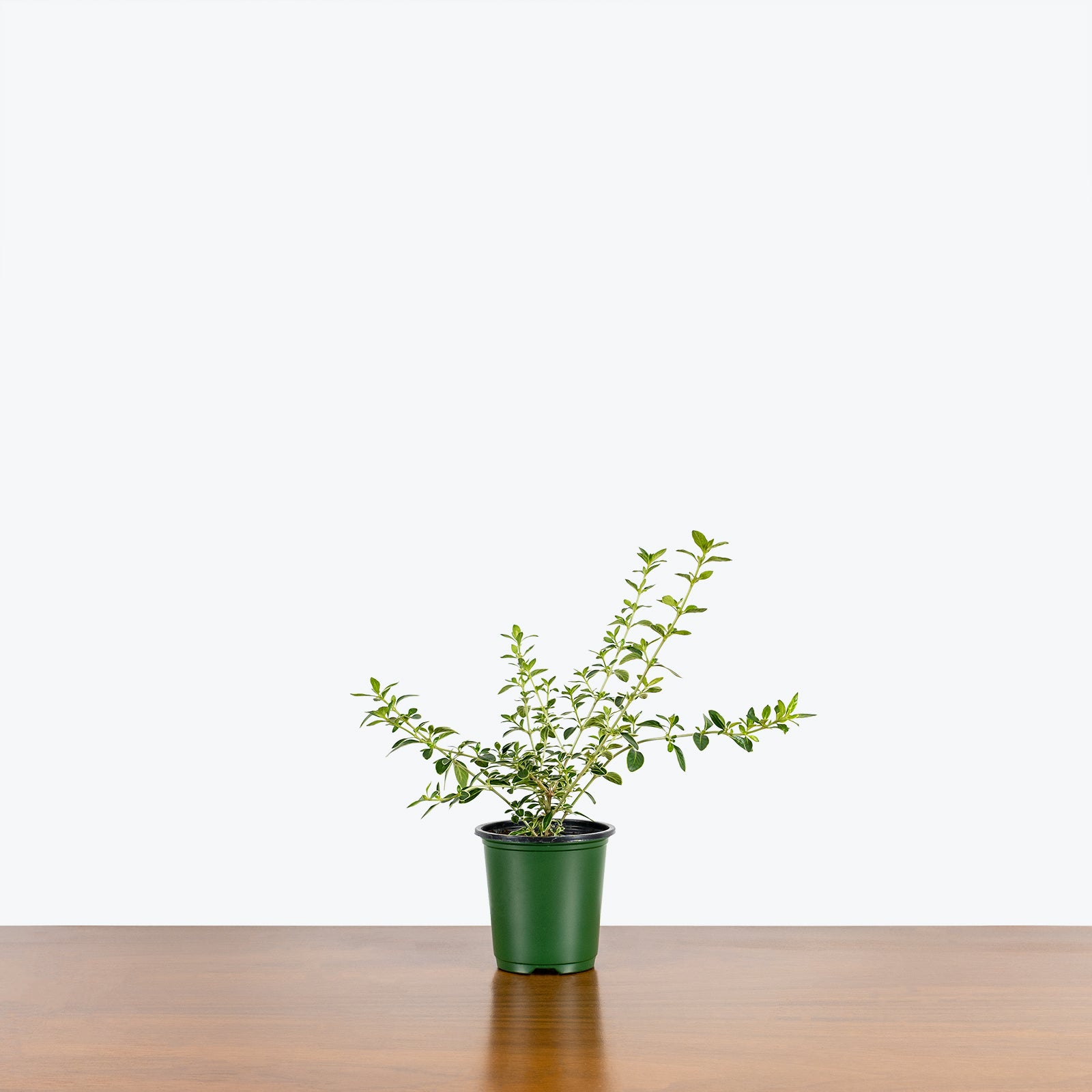 Pink Serissa - Serissa Foetida Pink - House Plants Delivery Toronto - JOMO Studio