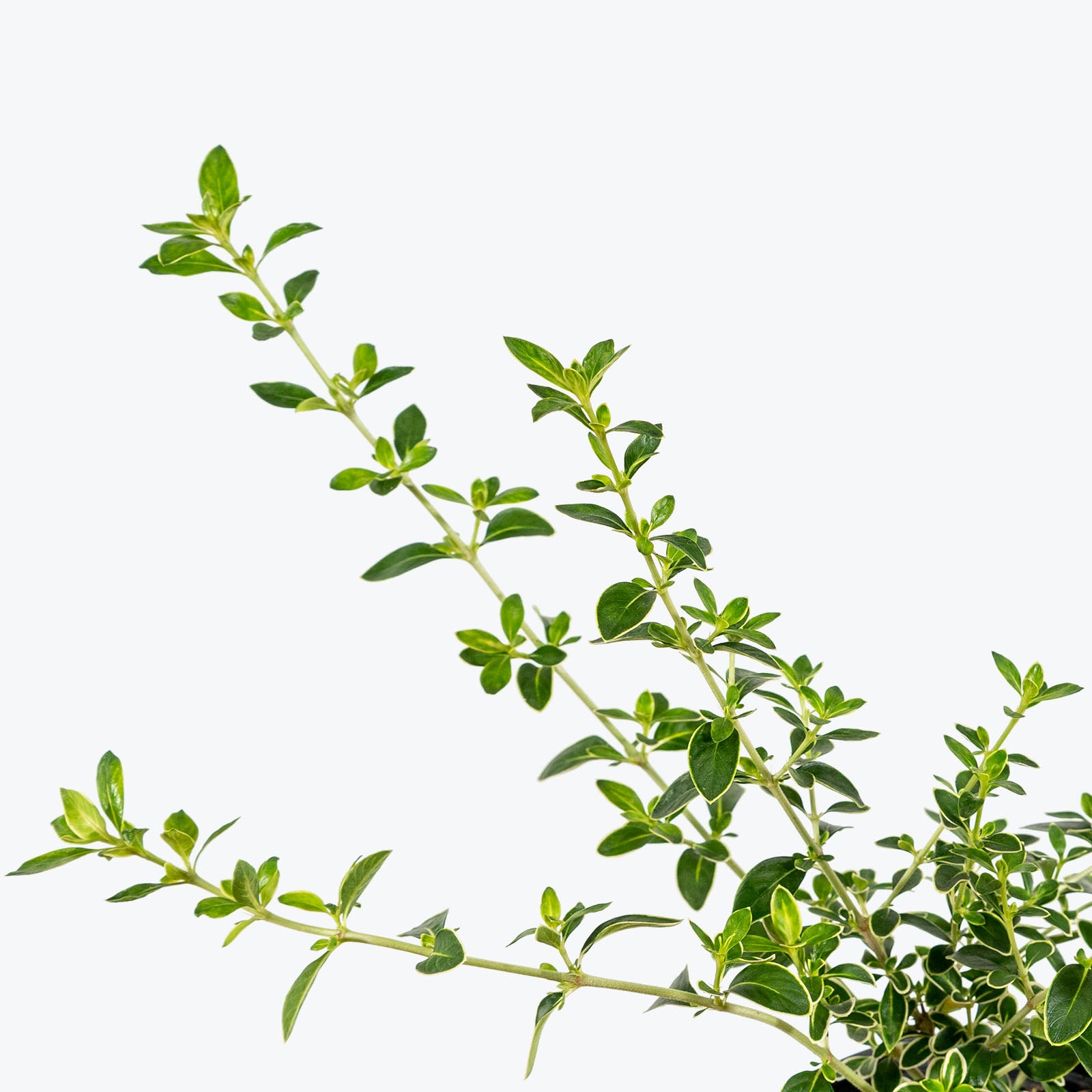 Pink Serissa - Serissa Foetida Pink - House Plants Delivery Toronto - JOMO Studio