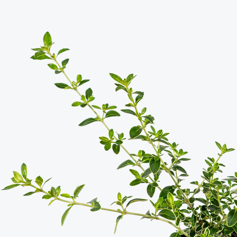 Pink Serissa - Serissa Foetida Pink - House Plants Delivery Toronto - JOMO Studio