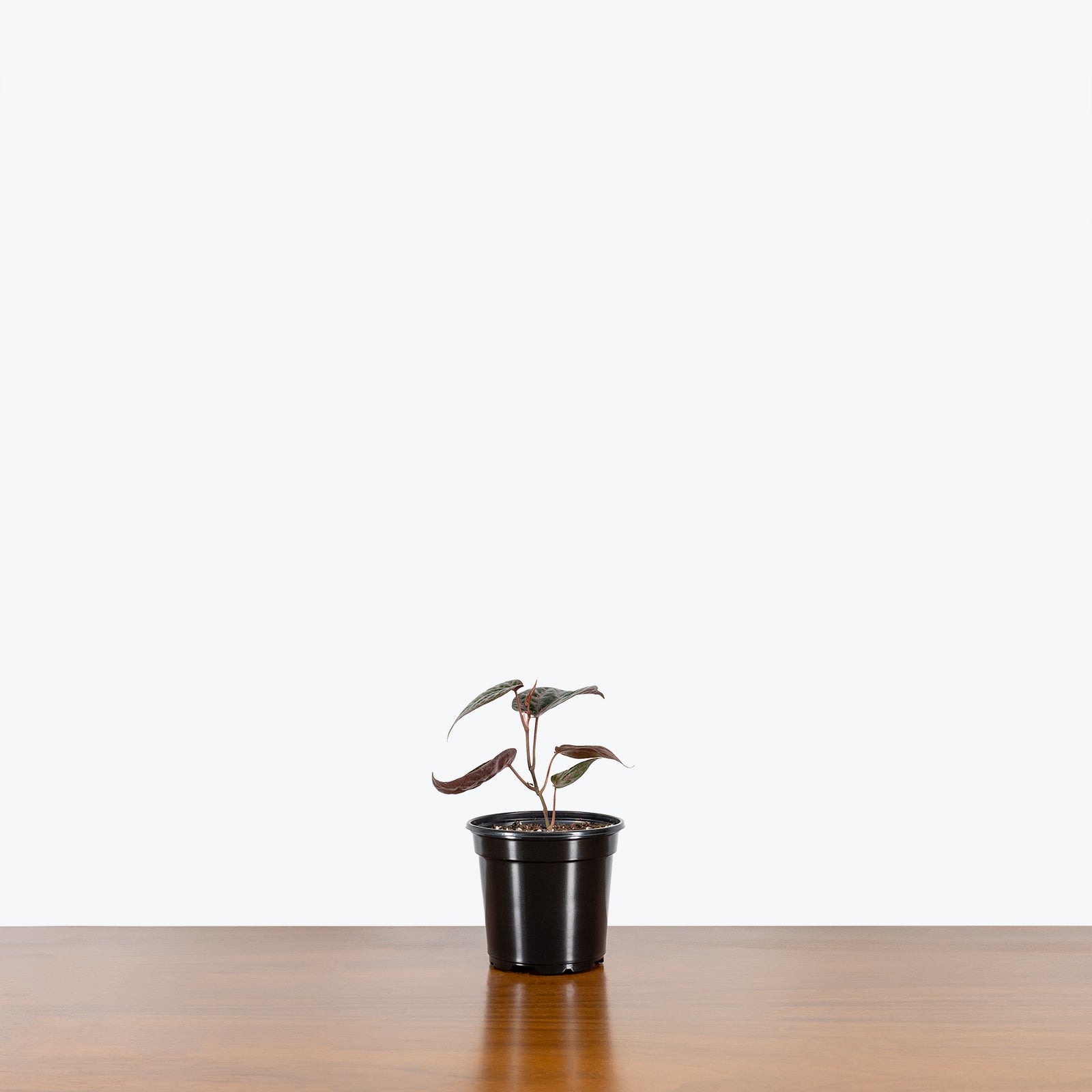 Piper Crocatum | Care Guide and Pro Tips - Delivery from Toronto across Canada - JOMO Studio