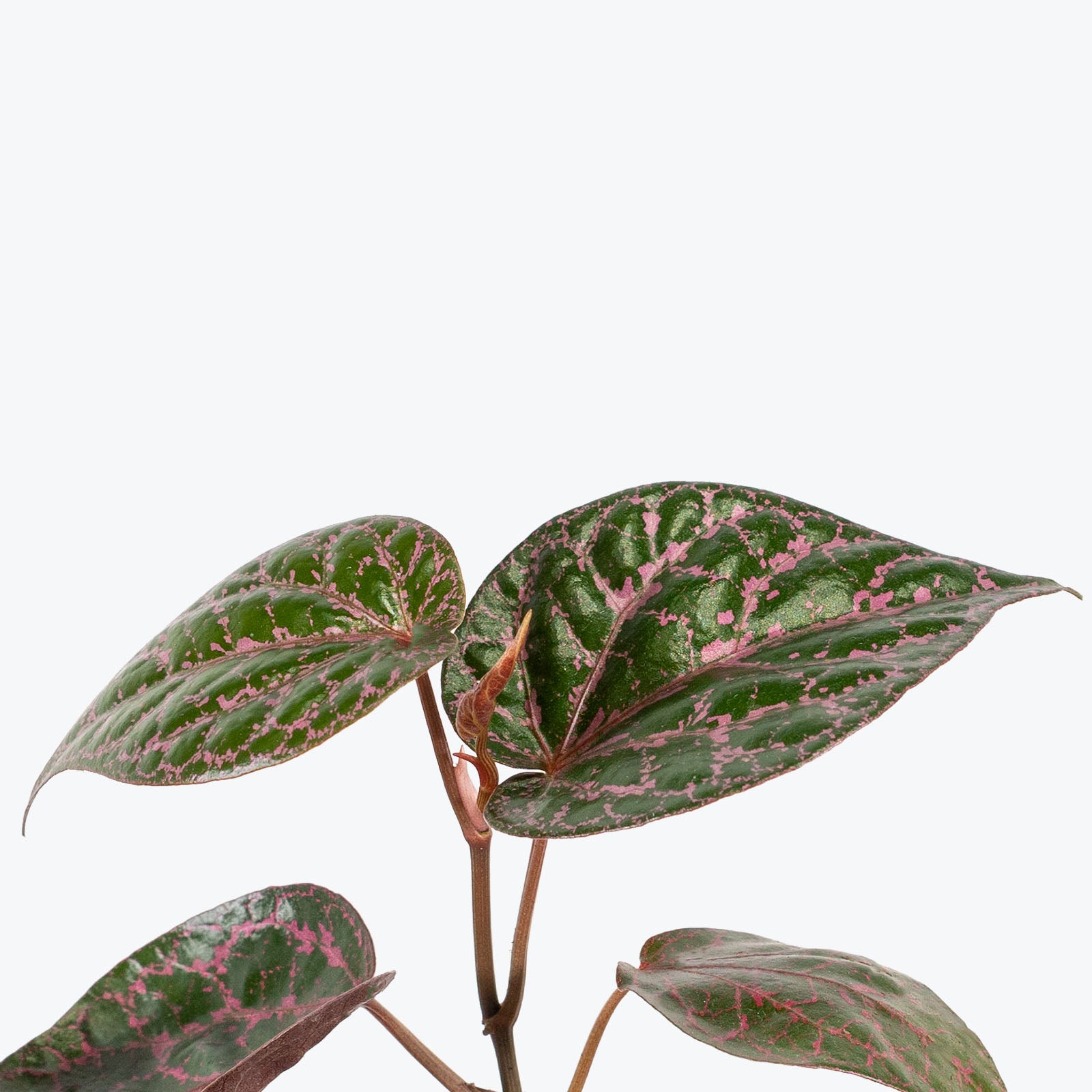 Piper Crocatum | Care Guide and Pro Tips - Delivery from Toronto across Canada - JOMO Studio