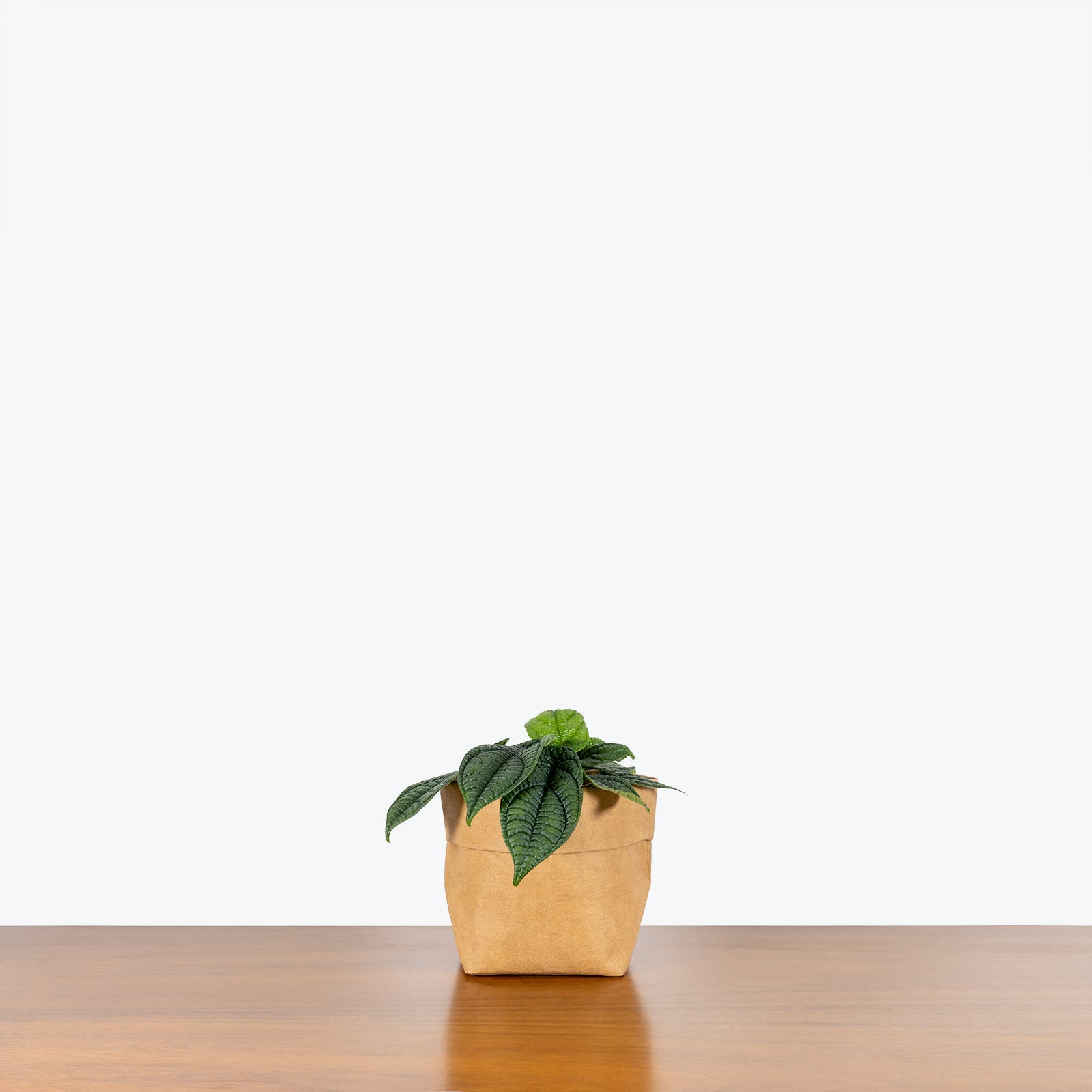 Piper Parmatum - House Plants Delivery Toronto - JOMO Studio