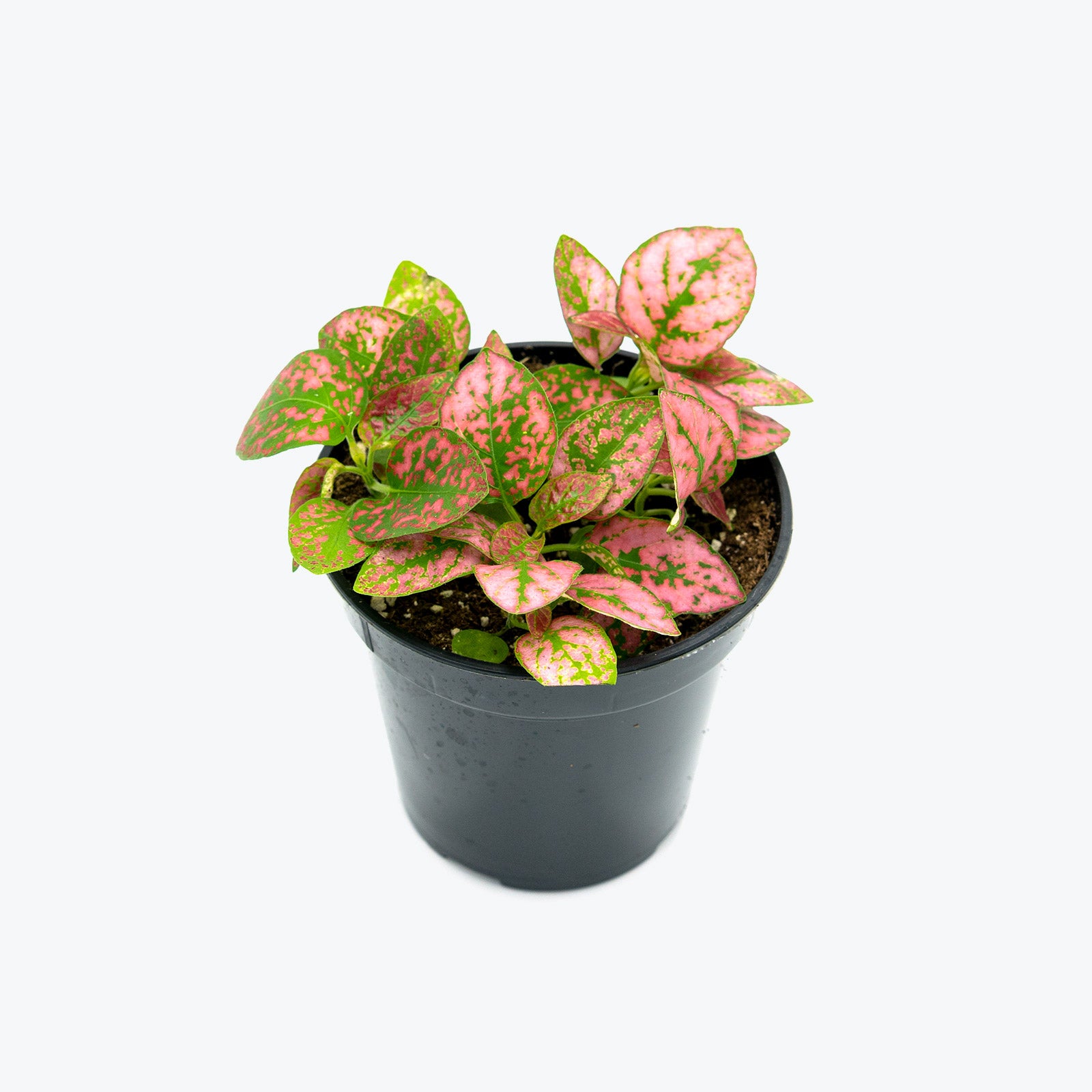 Polka Dot Plant - Hypoestes Phyllostachya - House Plants Delivery Toronto - JOMO Studio