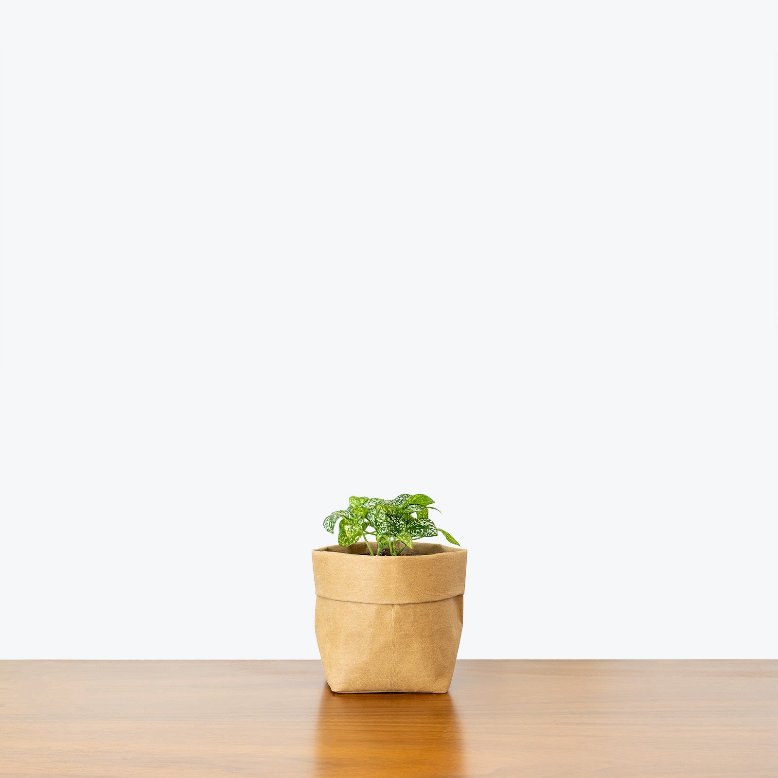 Polka Dot Plant - Hypoestes Phyllostachya - House Plants Delivery Toronto - JOMO Studio