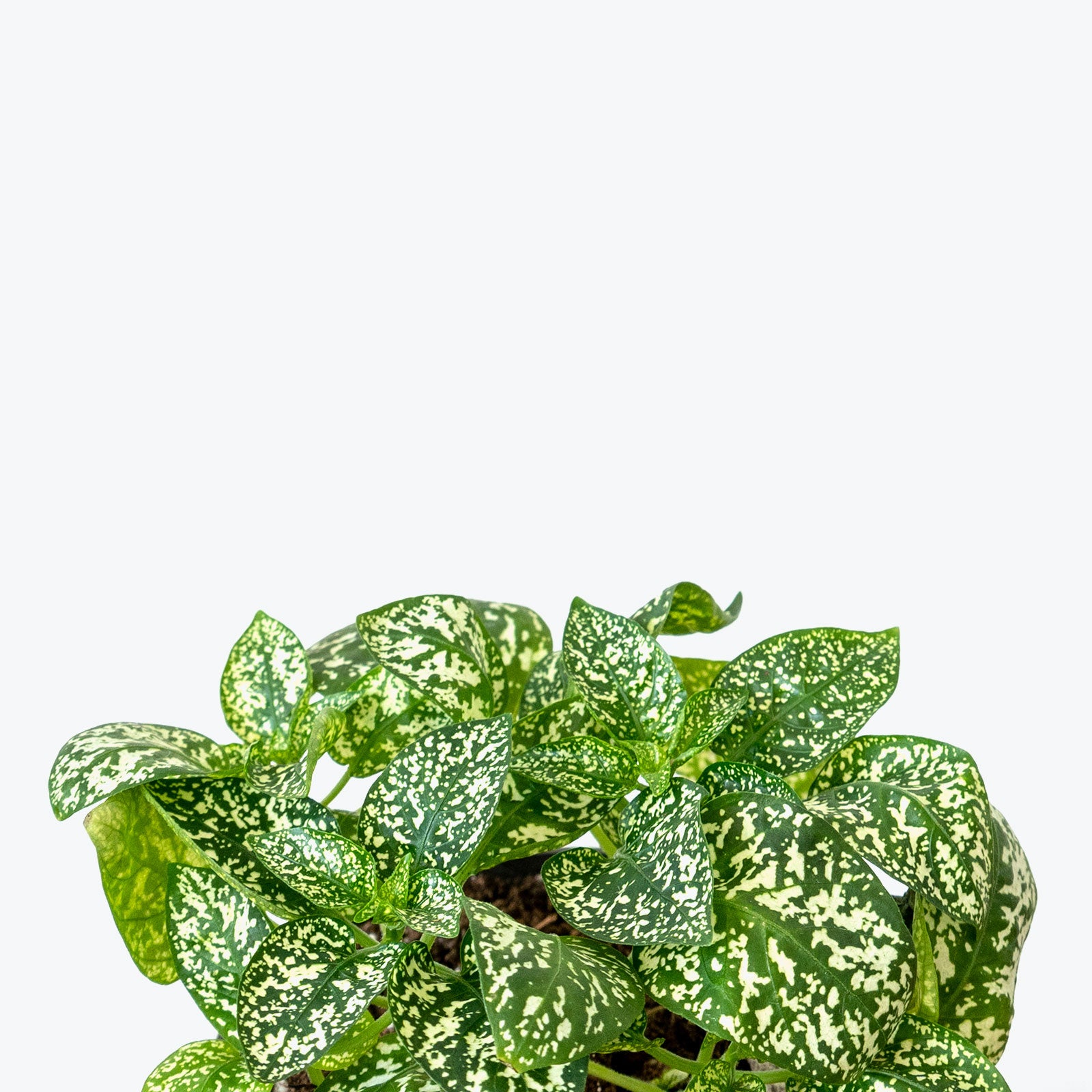 Polka Dot Plant - Hypoestes Phyllostachya - House Plants Delivery Toronto - JOMO Studio