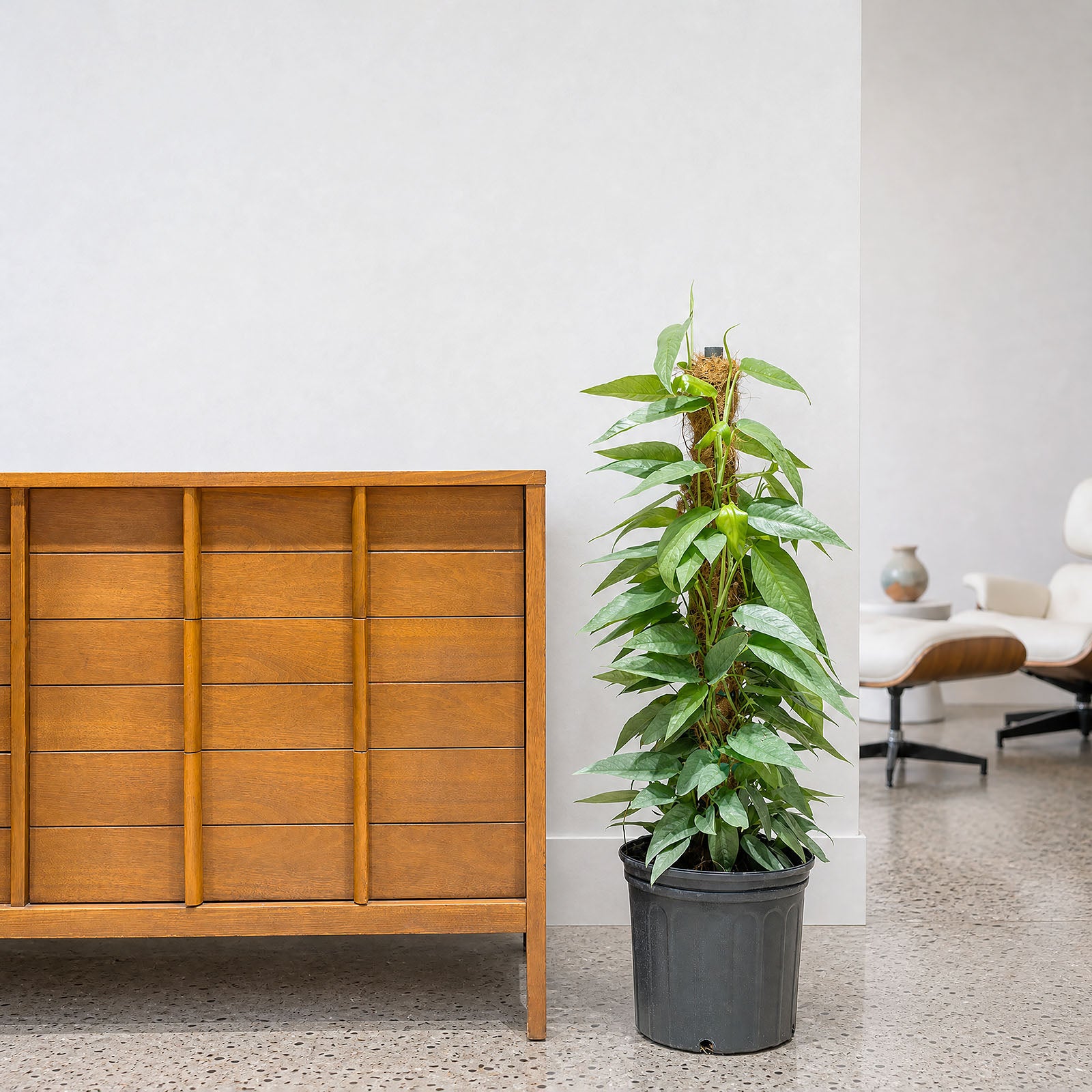 Cebu Blue Pothos | Care Guide and Pro Tips - Delivery from Toronto across Canada - JOMO Studio
