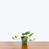 Cebu Blue Pothos — 4" Pot - Multi Stems (some blemishes expected)