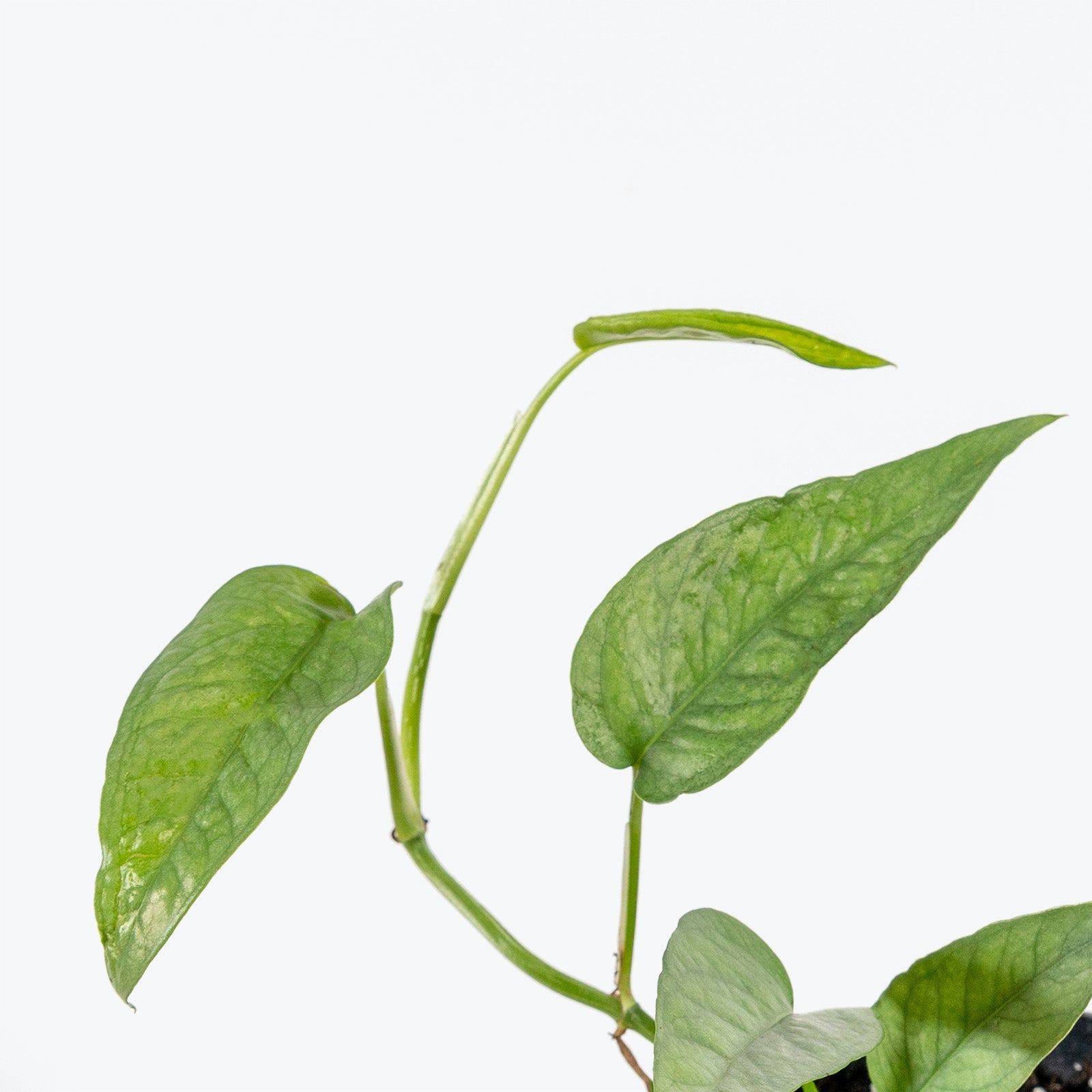 Cebu Blue Pothos | Care Guide and Pro Tips - Delivery from Toronto across Canada - JOMO Studio